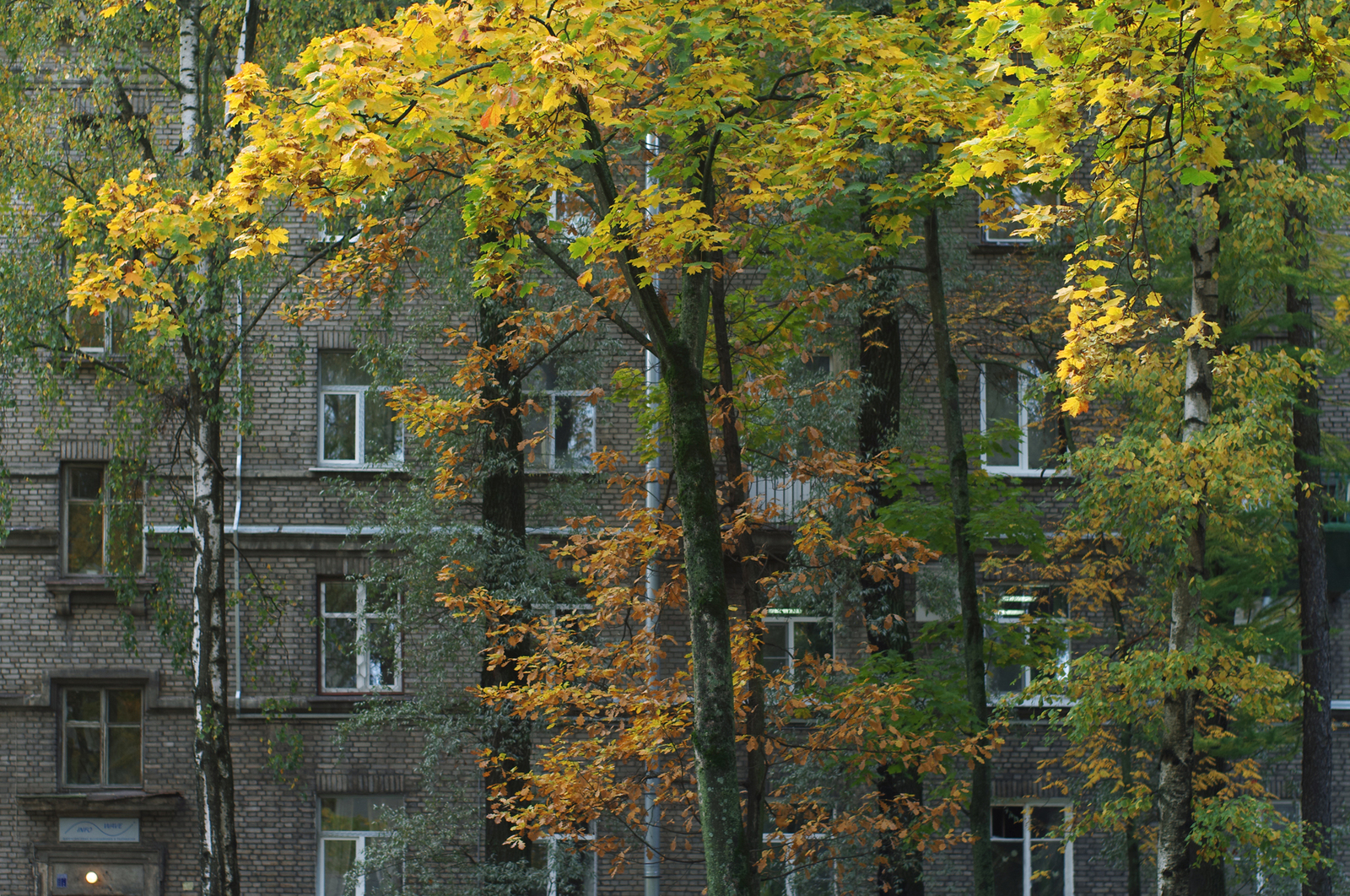 One Hundred Shades of Autumn on the Black River. - My, Saint Petersburg, Black River, Cityscapes, Autumn, The photo, Courtyard, Leaves, Longpost, Street photography