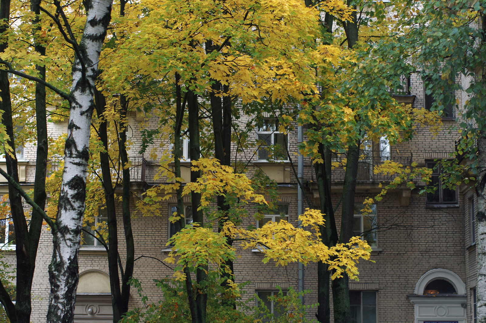 One Hundred Shades of Autumn on the Black River. - My, Saint Petersburg, Black River, Cityscapes, Autumn, The photo, Courtyard, Leaves, Longpost, Street photography