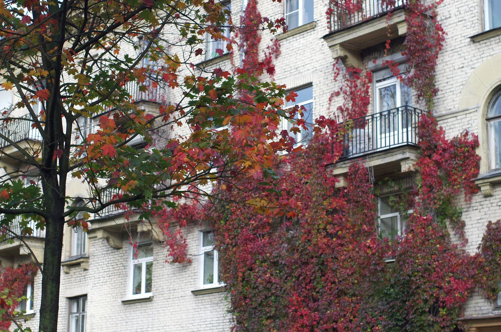 One Hundred Shades of Autumn on the Black River. - My, Saint Petersburg, Black River, Cityscapes, Autumn, The photo, Courtyard, Leaves, Longpost, Street photography