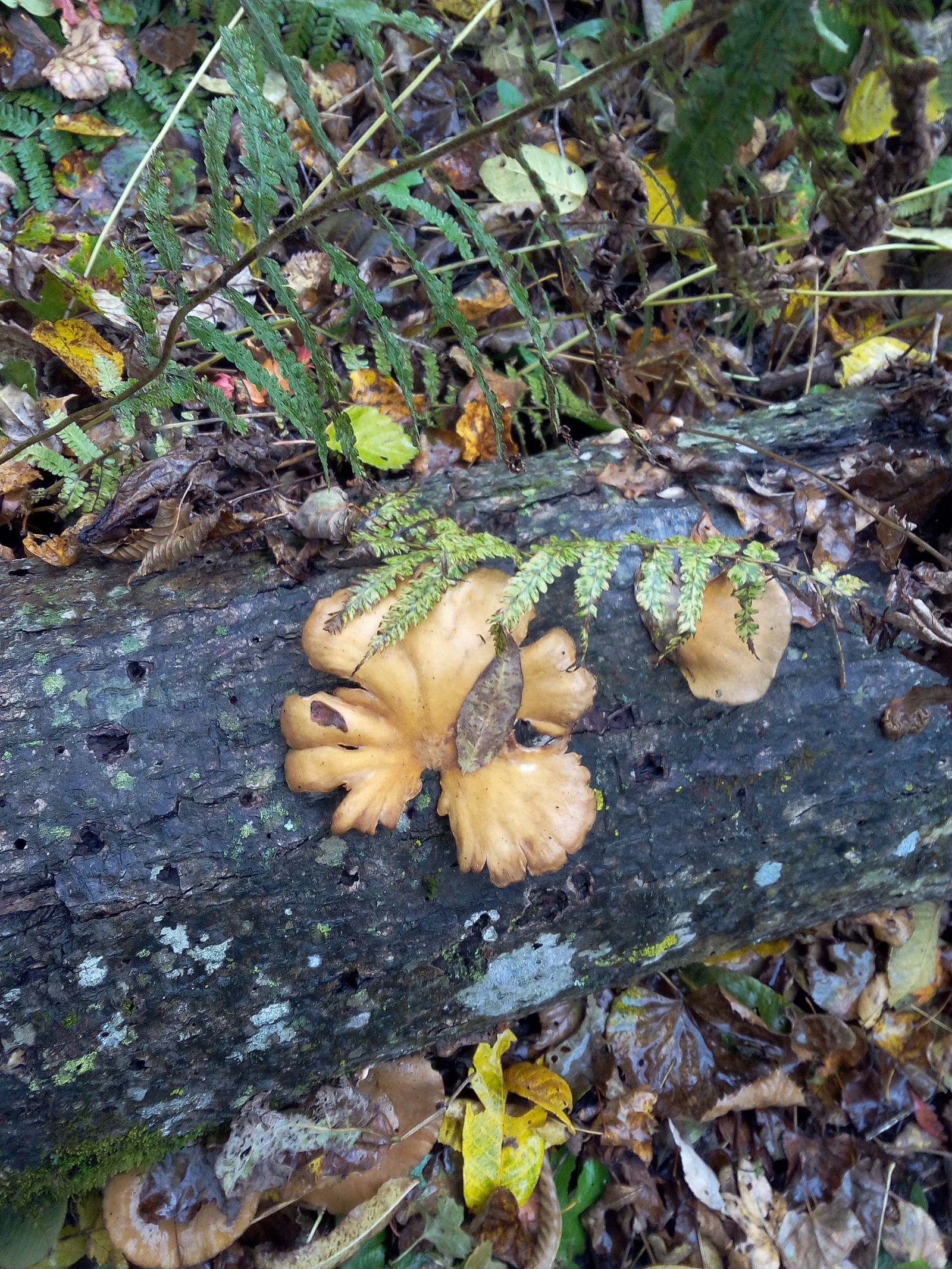 Autumn, I love you... - My, Autumn, Nature, Mushrooms, Drive, Longpost