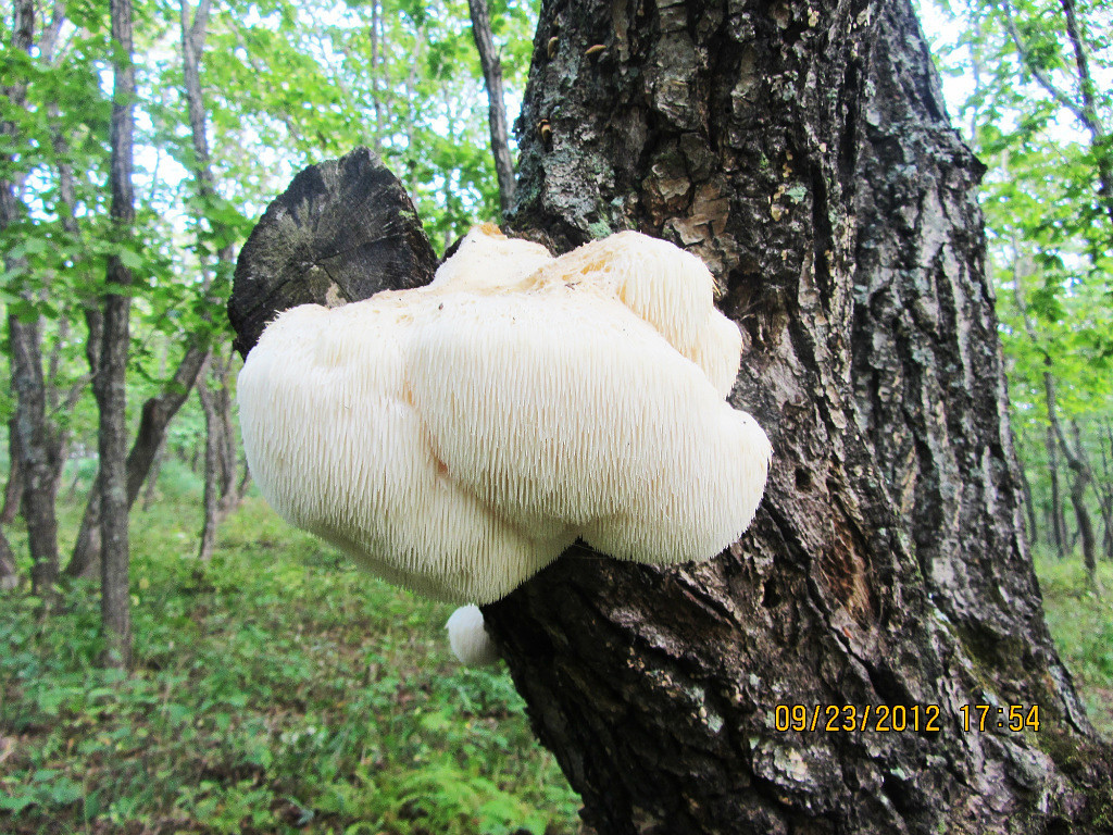 Autumn, I love you... - My, Autumn, Nature, Mushrooms, Drive, Longpost