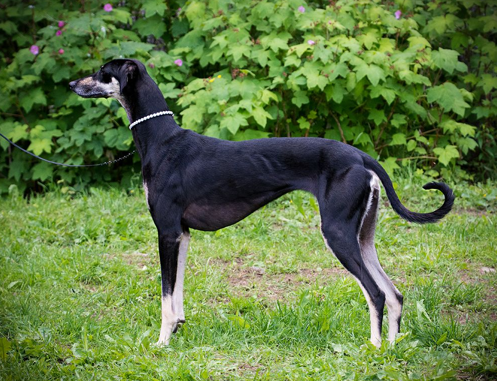 About dog breeds №65. - Dog, Dog breeds, , Greyhound, Video, Longpost