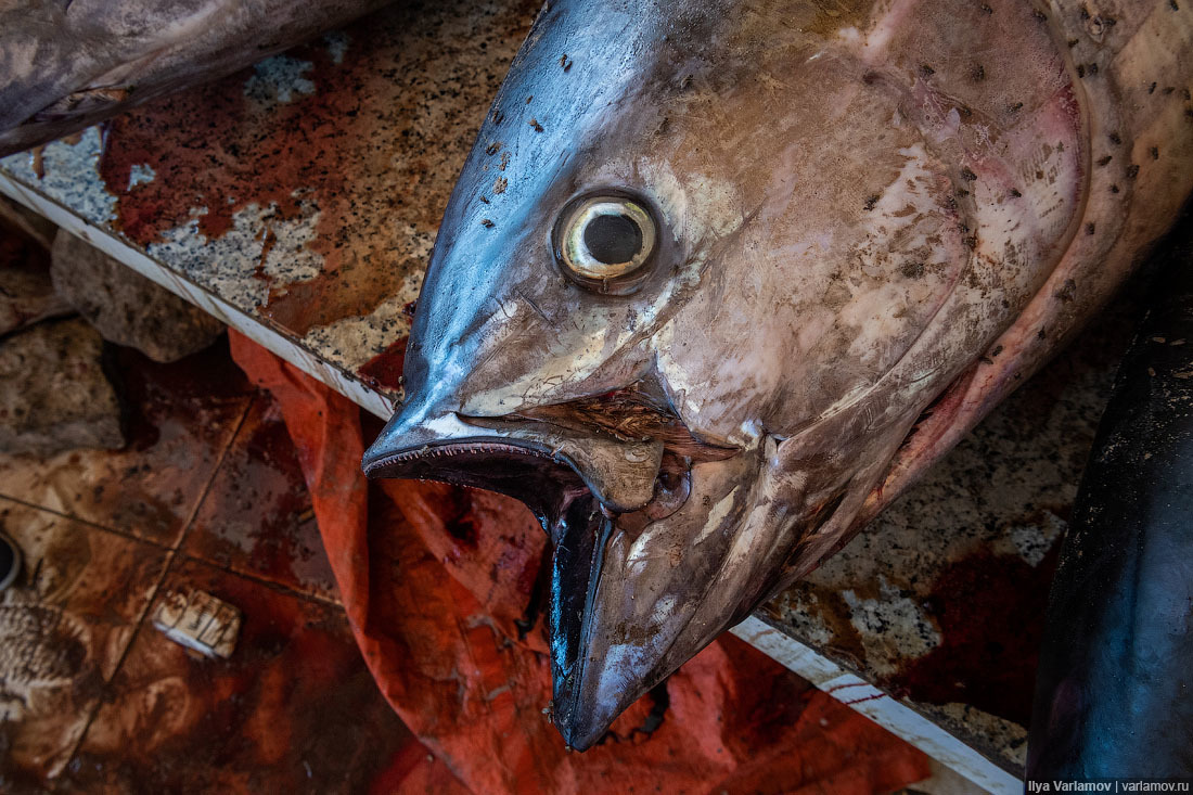 Fish market in Mogadishu - Somalia, Africa, Ilya Varlamov, Travels, Copy-paste, Longpost