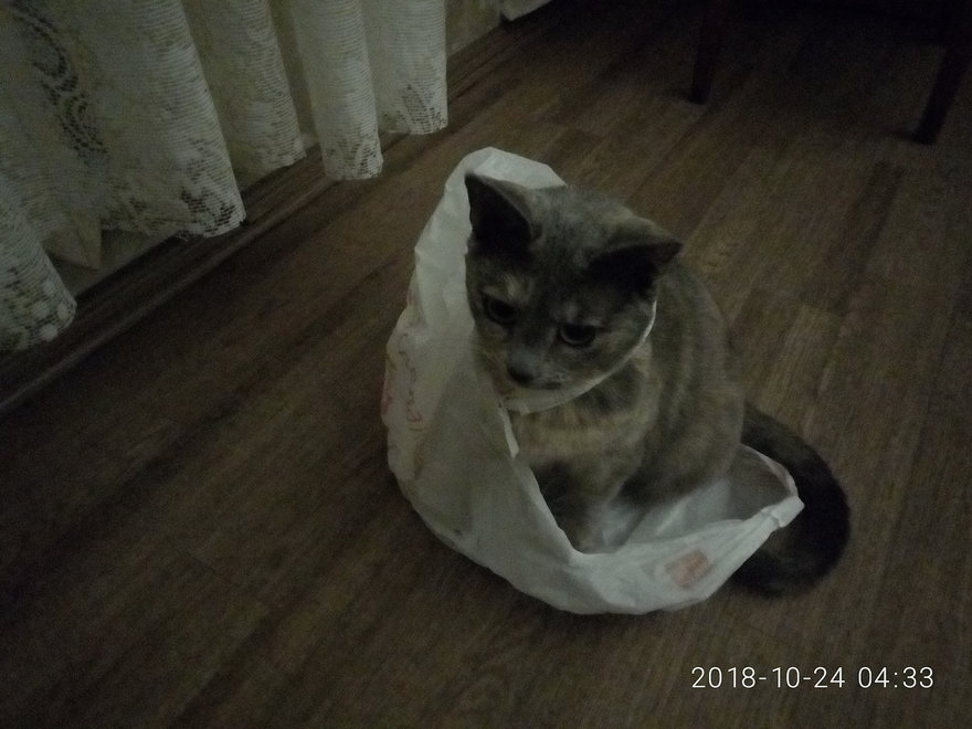 This world needs a new hero! - My, cat, Package, Longpost