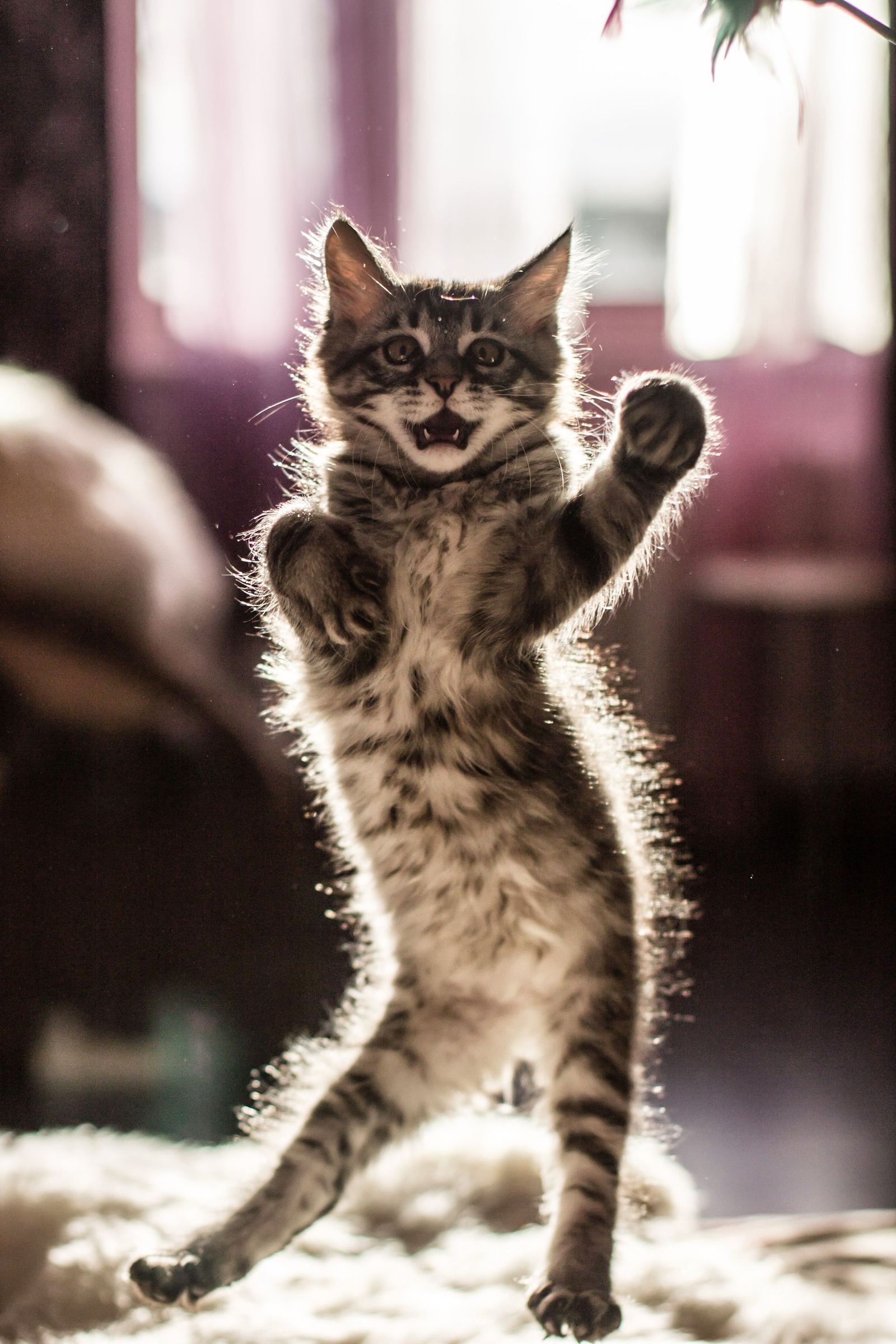 Cats, in general, are somewhat similar to Caucasians ... - cat, Lezginka, Dancing, The photo, Longpost