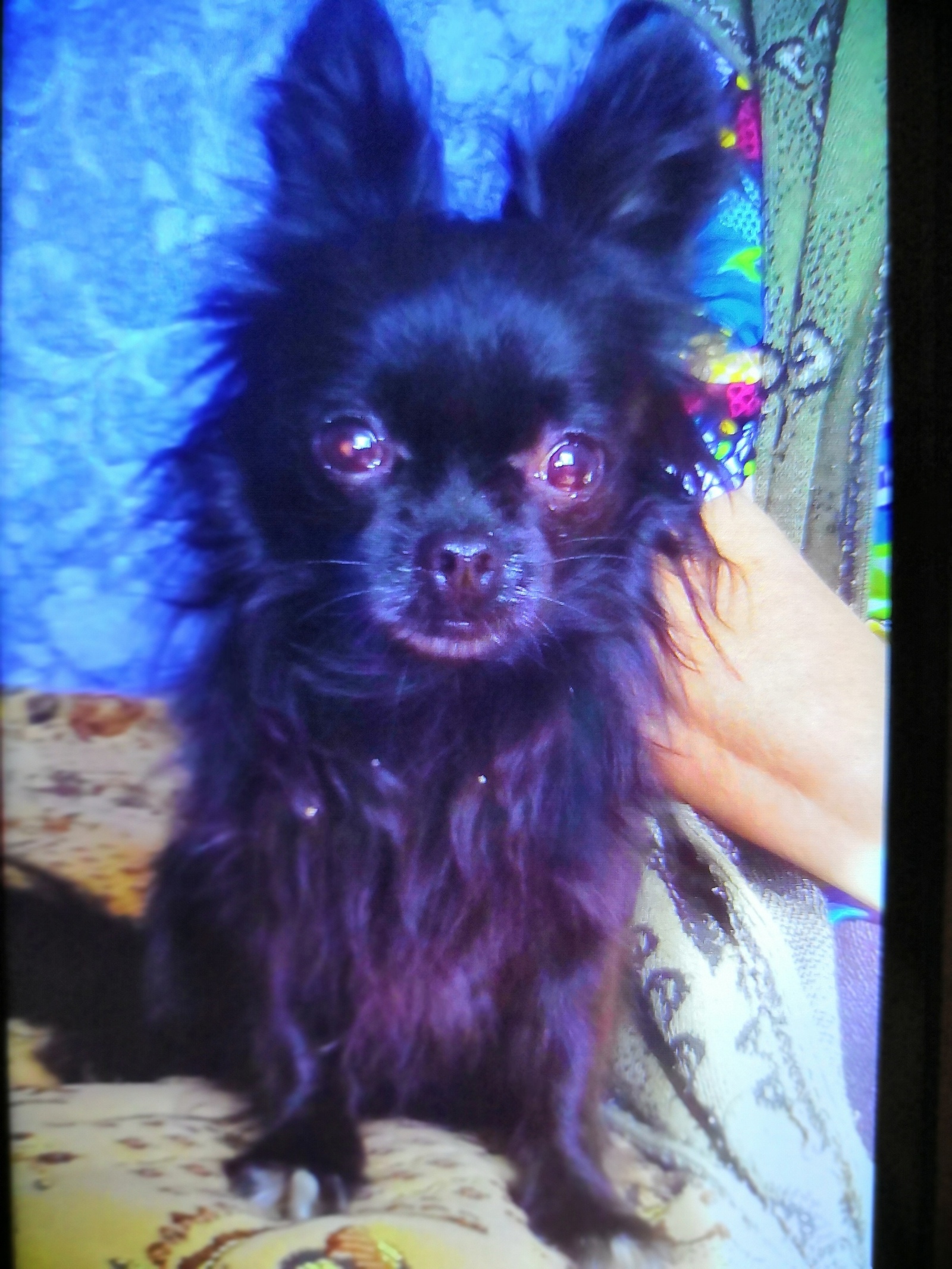 CHIHUAHUA was lost after an accident on 10/17/18 on the M4 highway 128 km. Nickname Phil. t 89260354181. Help in distribution and assistance. - My, Chihuahua, М4, Dog, The dog is missing, Help