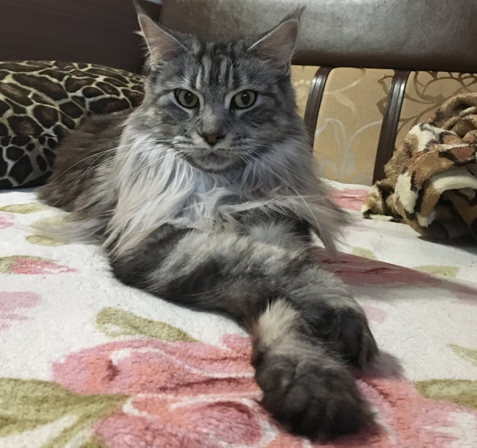 My hairy daughter, paw to paw. - My, cat, Maine Coon, Paws, Gorgeous