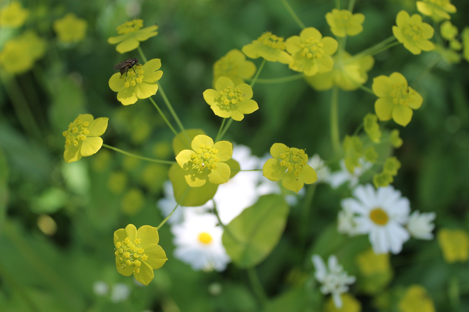 Piece of summer - My, Summer, Macro, Муха, Flowers, beauty, Canon, Macro photography