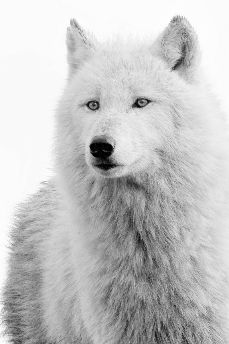 Арктический волк Геншин