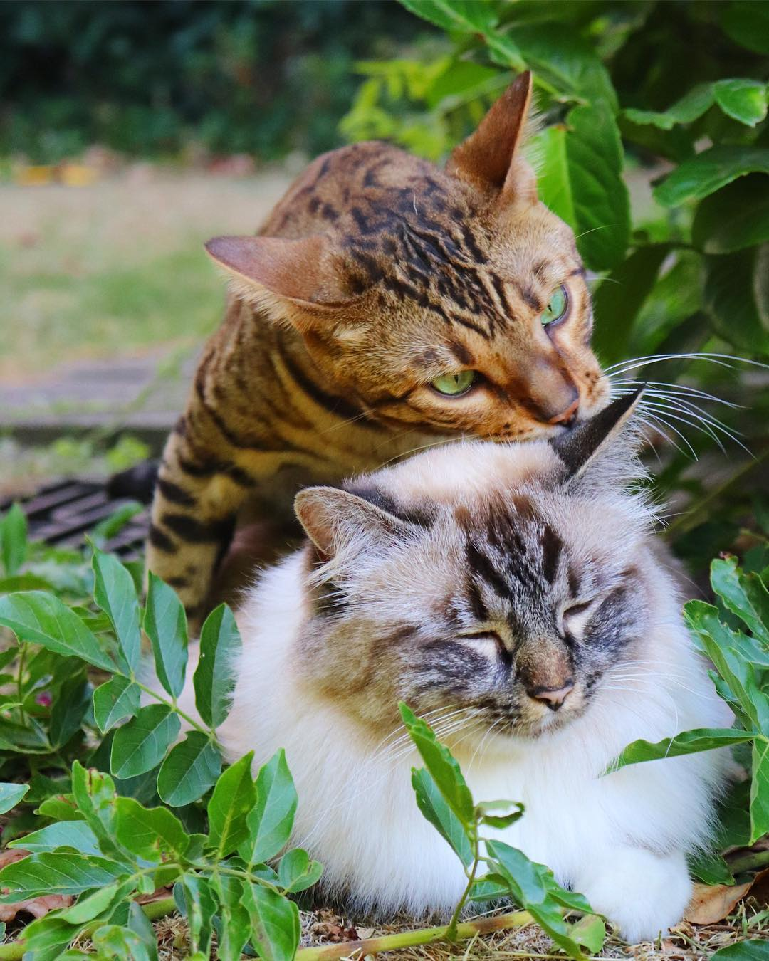 A little more about two cats - cat, Bengal cat, Burmese cat, Milota, Missenell, Video, Longpost