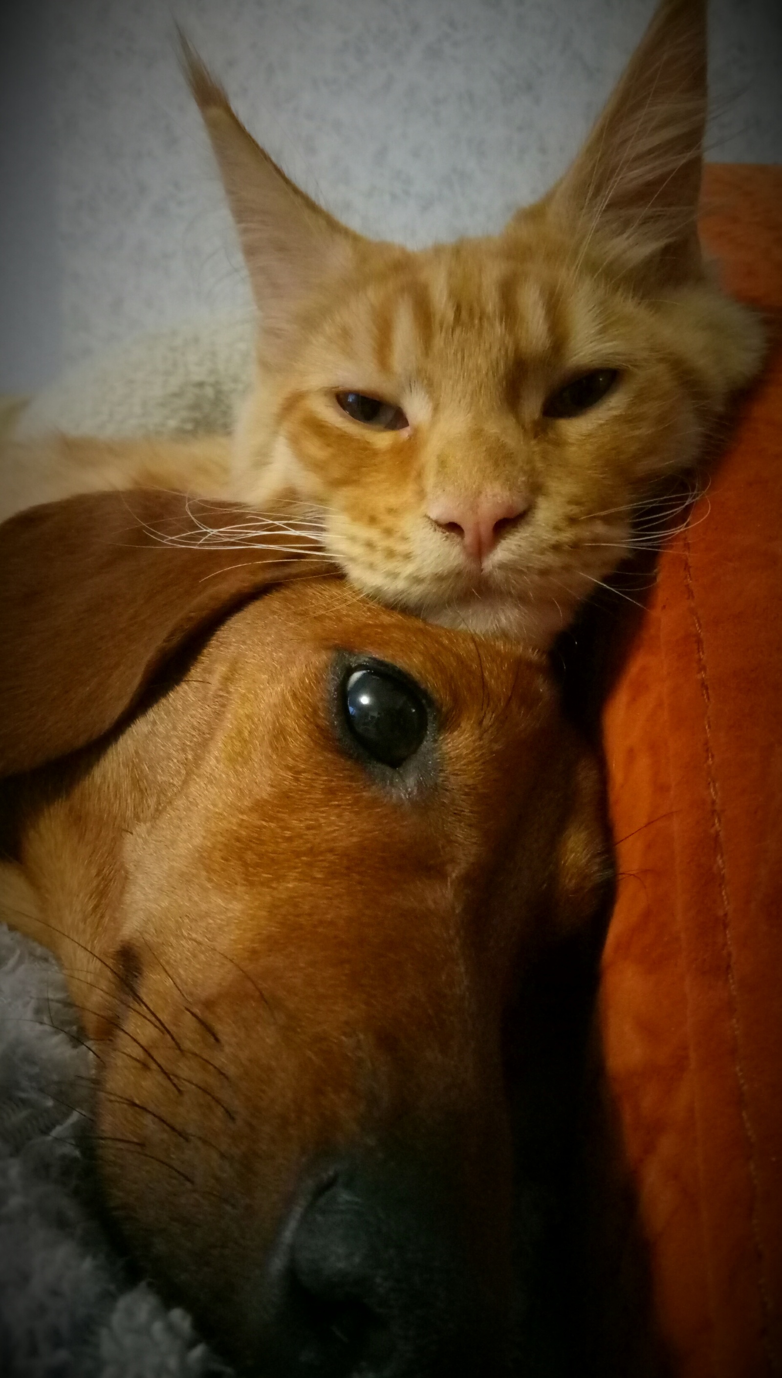 Happy Delhi Dachshund and her cat - My, Dachshund, cat, Catomafia, Maine Coon, friendship, , Dogs versus cats, Video, Longpost