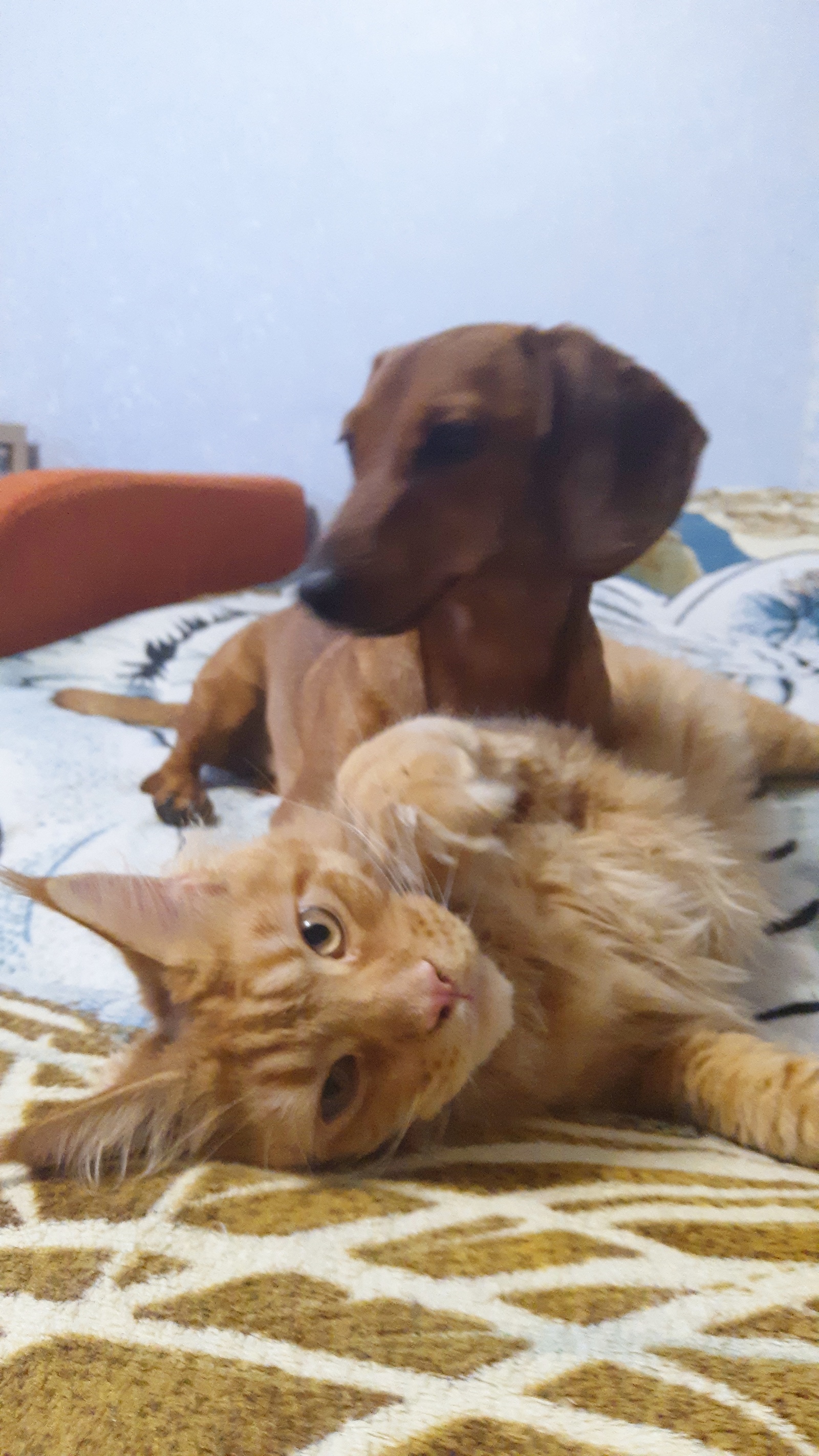 Happy Delhi Dachshund and her cat - My, Dachshund, cat, Catomafia, Maine Coon, friendship, , Dogs versus cats, Video, Longpost