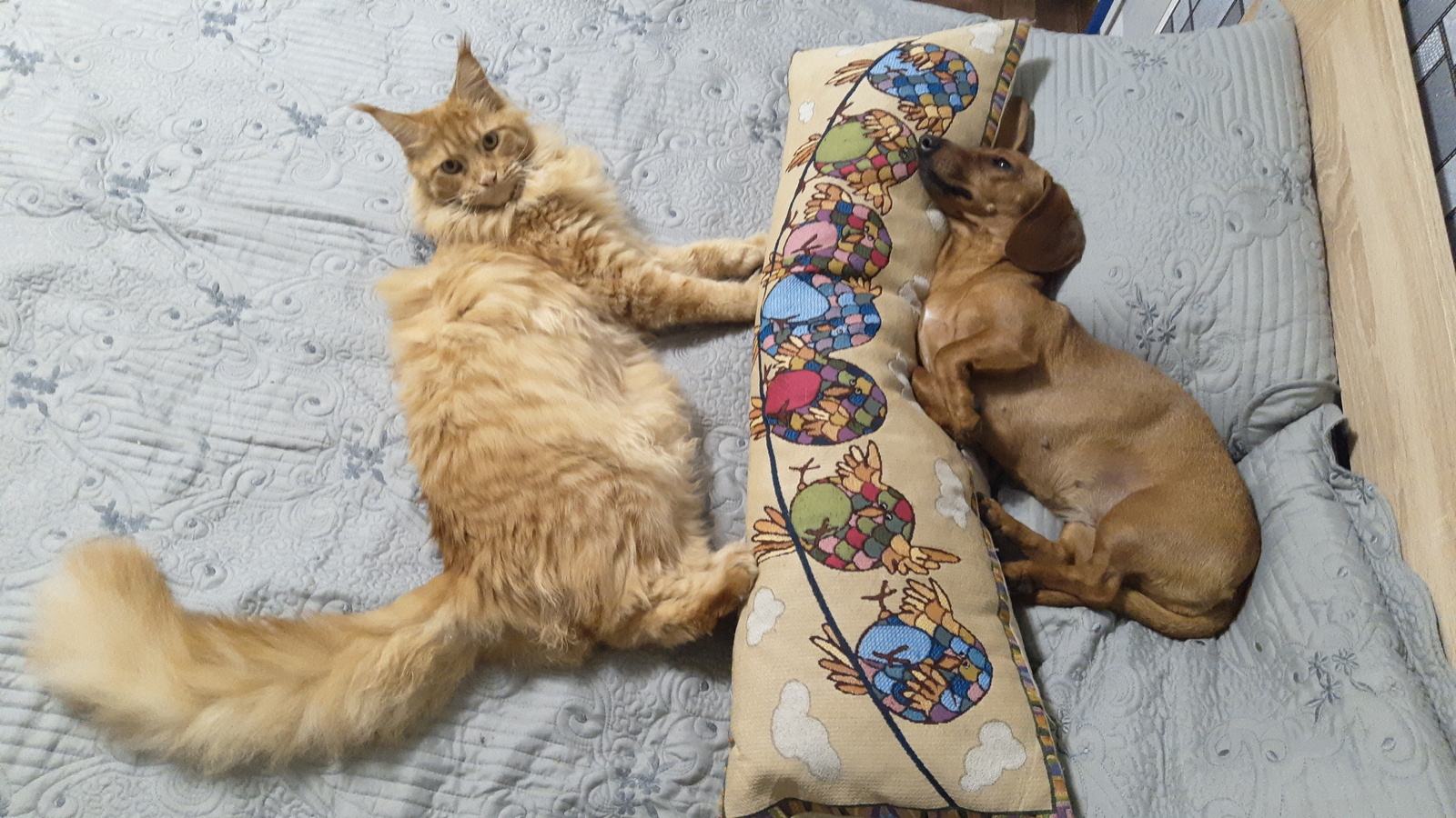 Happy Delhi Dachshund and her cat - My, Dachshund, cat, Catomafia, Maine Coon, friendship, , Dogs versus cats, Video, Longpost