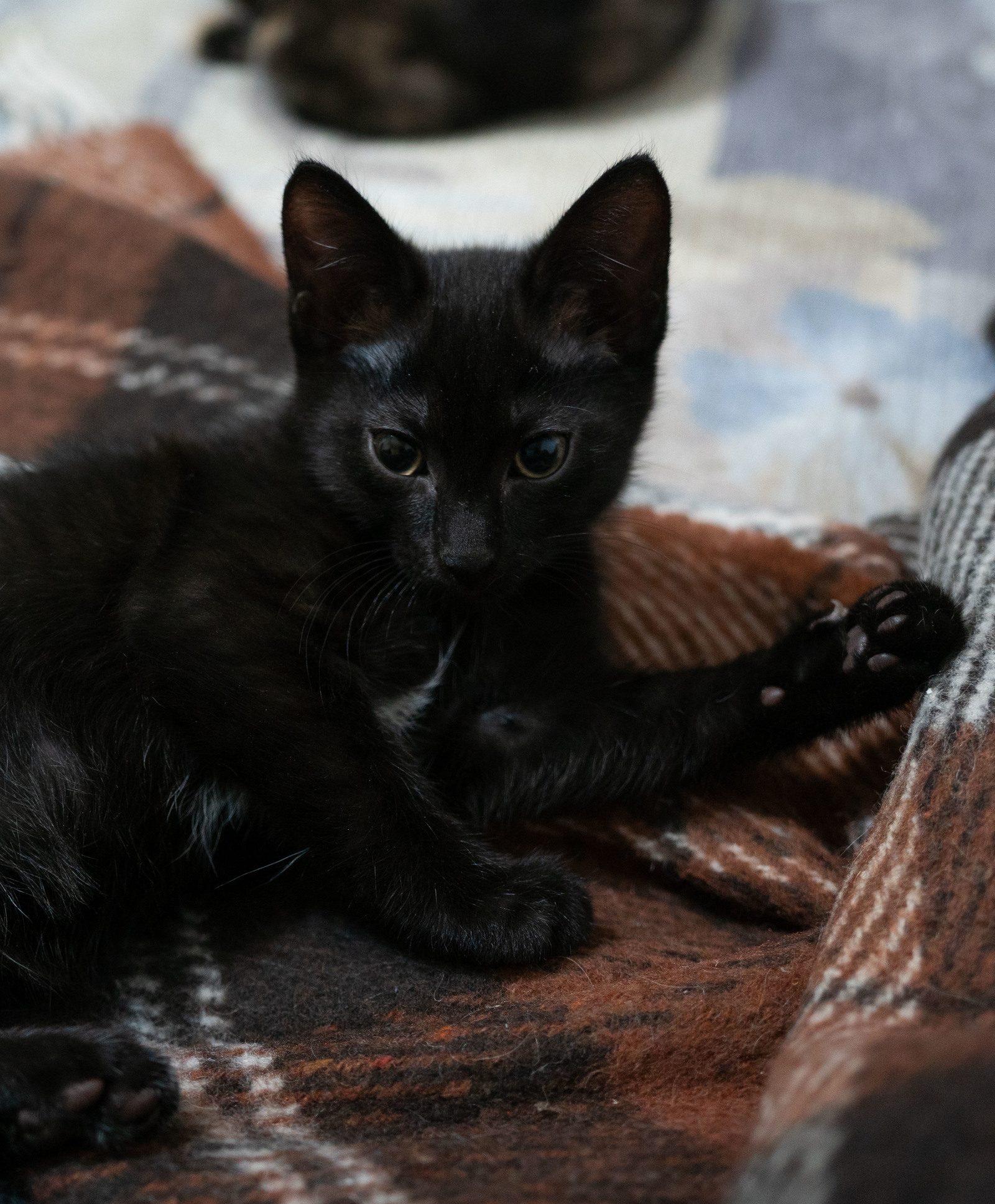 Cheerful black cat is looking for its owners. - My, cat, In good hands, Nizhnevartovsk, Black cat, I will give, GIF, Longpost, No rating