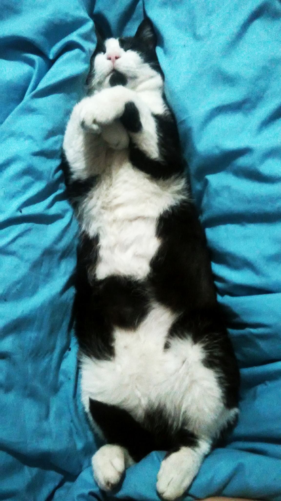 rabbit cat - My, cat, Animals, Longcat, Dream, Paws