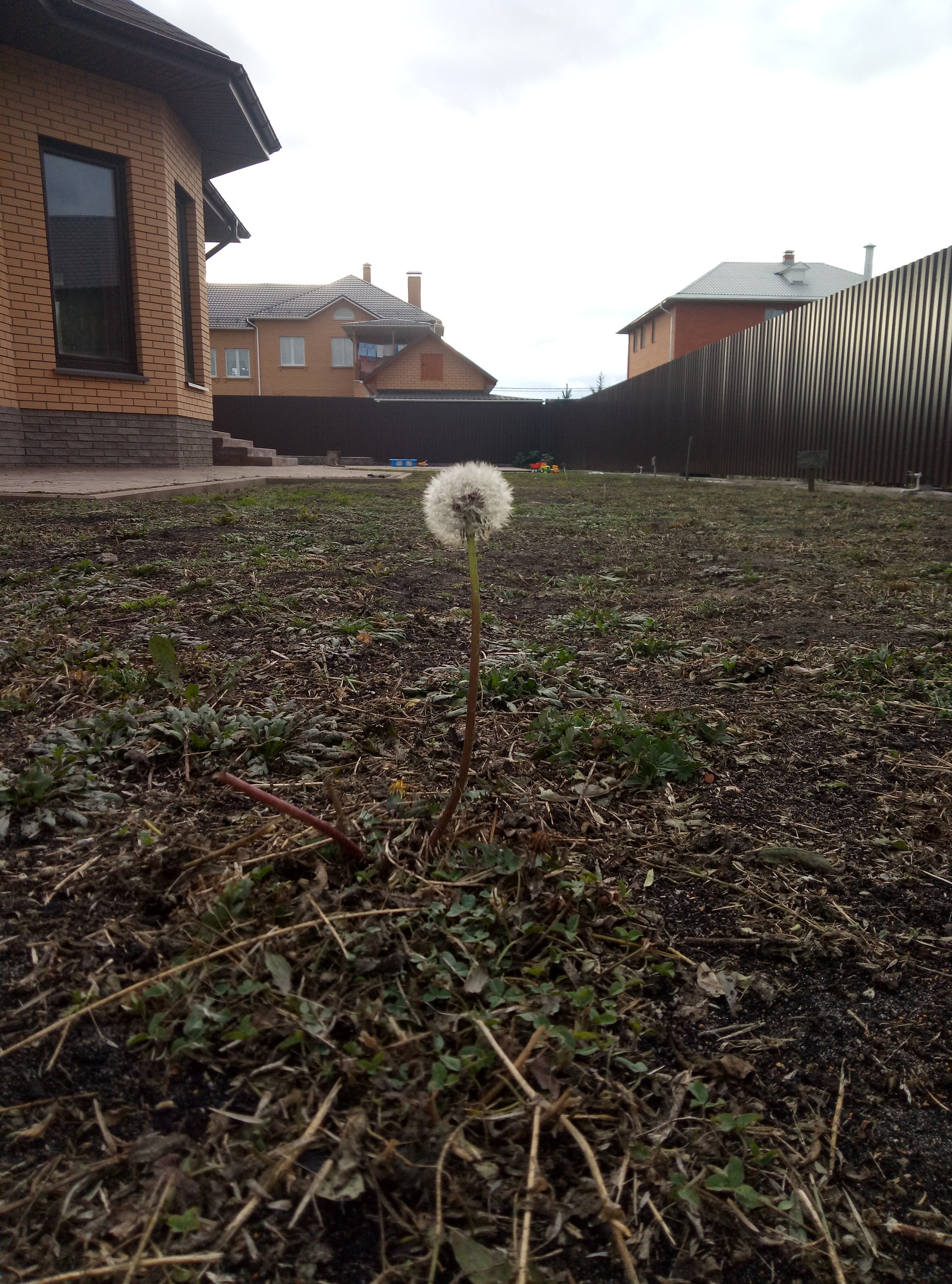 So I want to live! - My, Dandelion, Loneliness, Cheerfulness