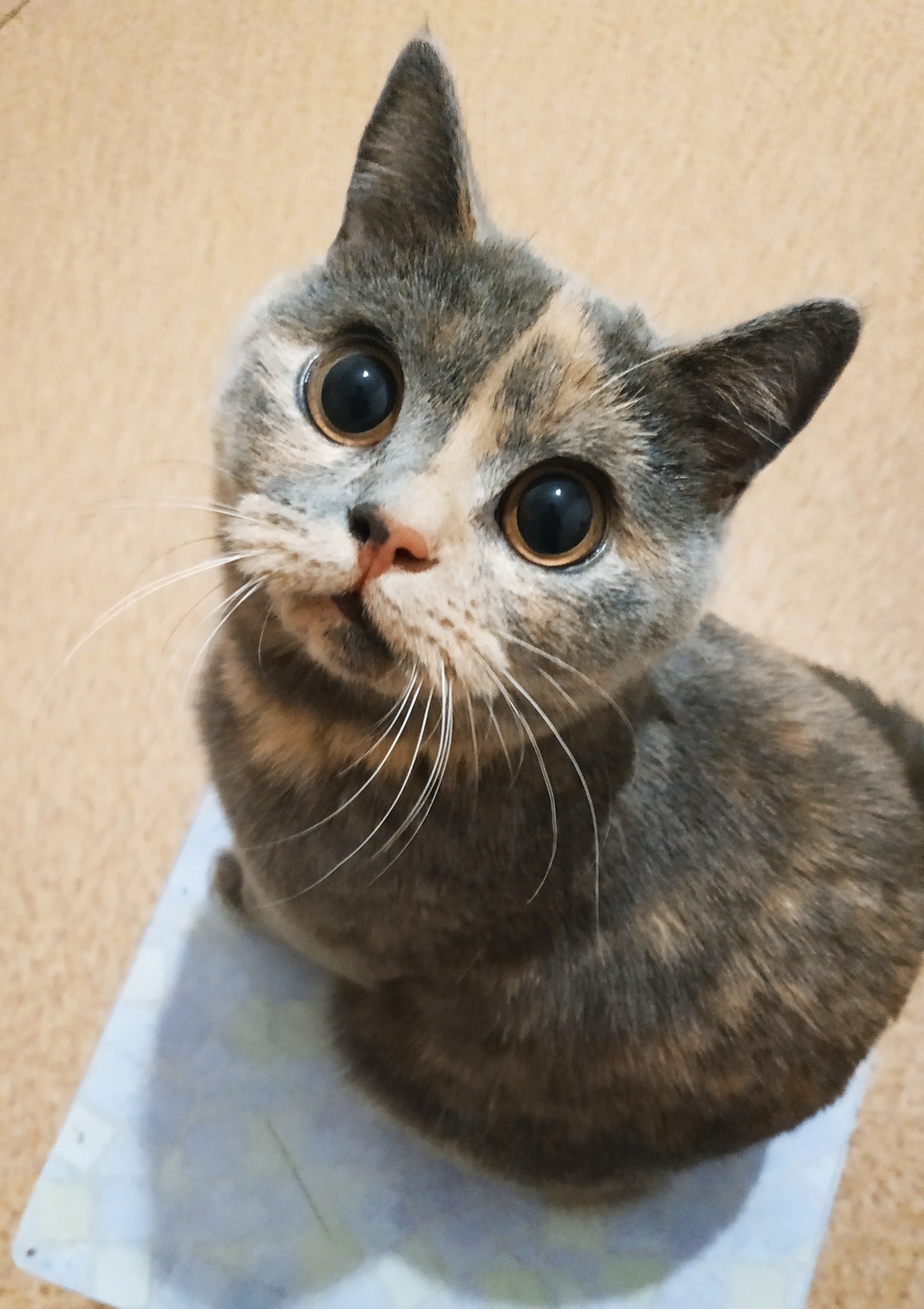 When you're waiting for treats - My, Eyes, cat, Pets