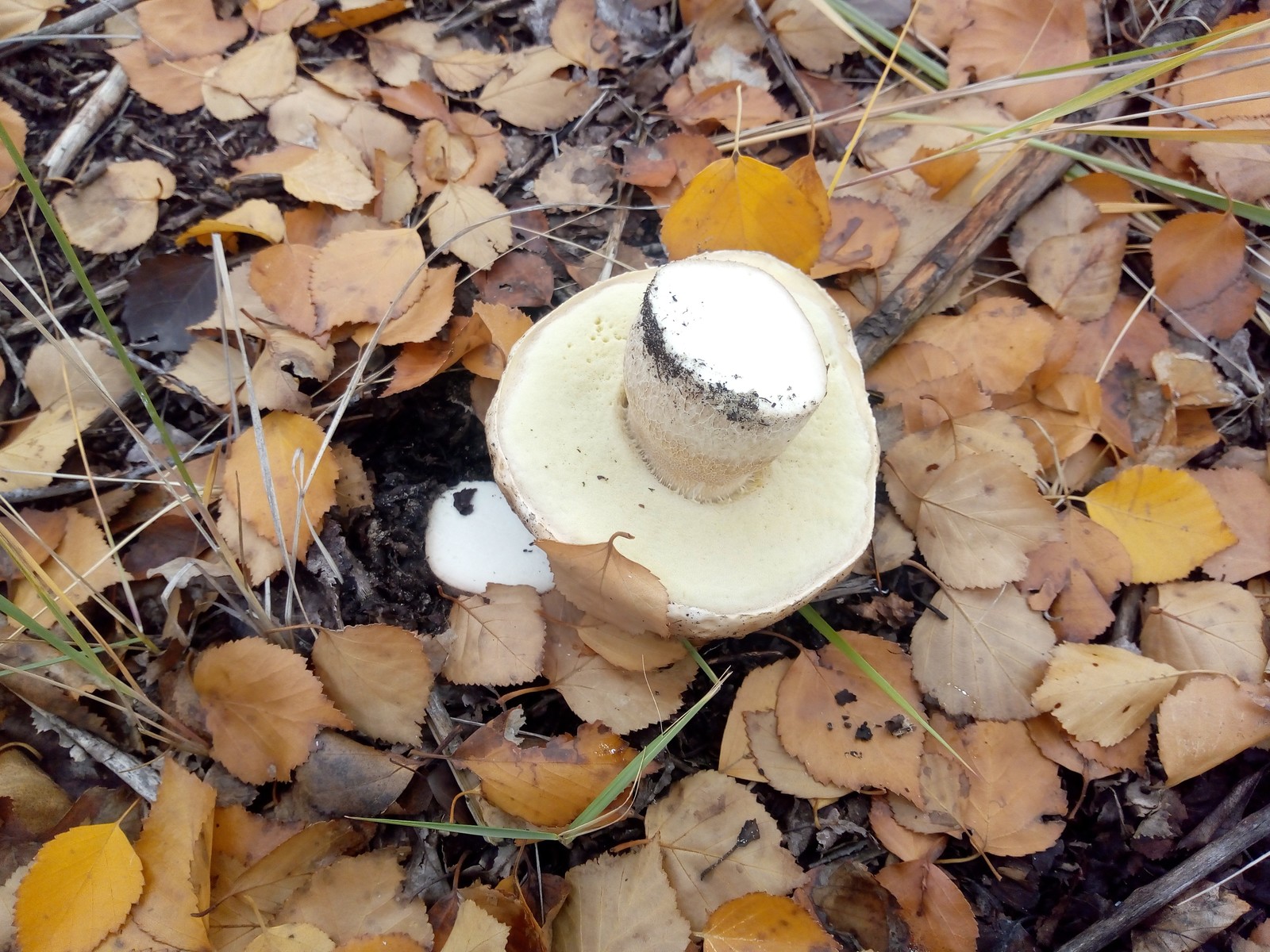 Closing of the 2018 season. - My, Volgograd region, Silent hunt, Mushrooms, Longpost