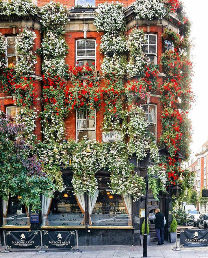 London is not only rains, fogs and gray colors - London, Graphically, Flowers, Great Britain, Longpost