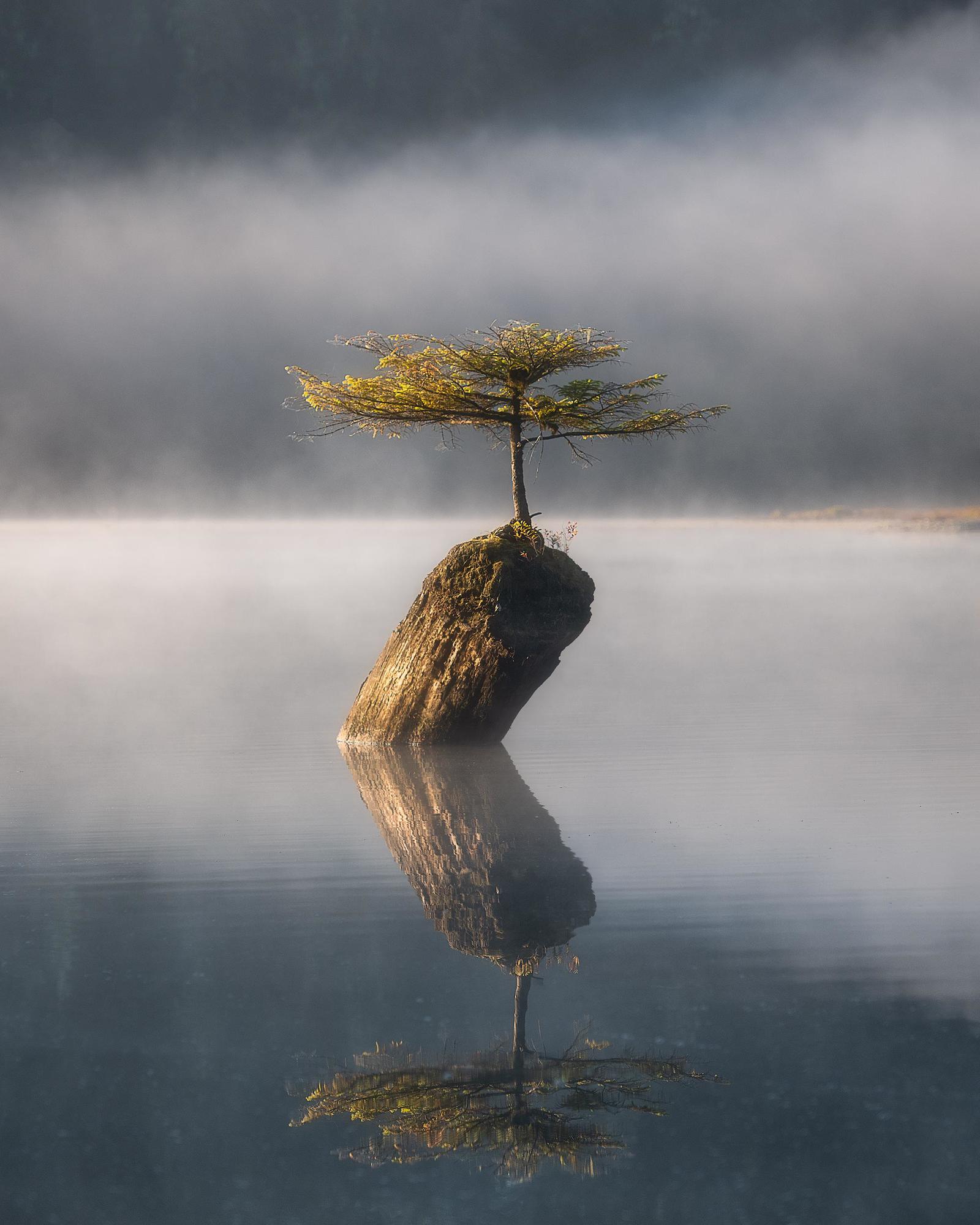 Lonely tree in a lake on Vancouver Island, Canada - Nature, beauty of nature, The photo, Canada, Tree