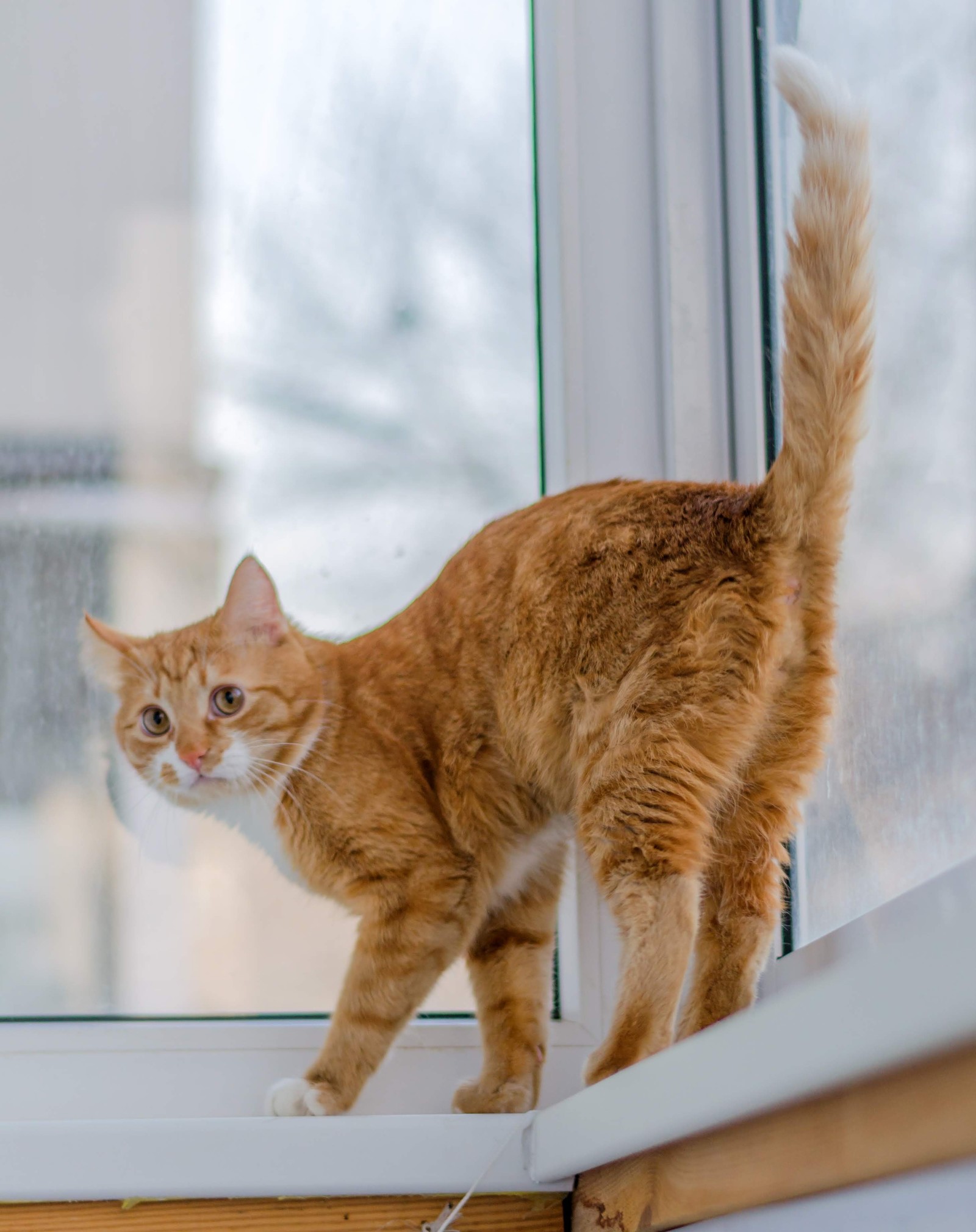 Balcony... - Catomafia, Balcony, Longpost, cat