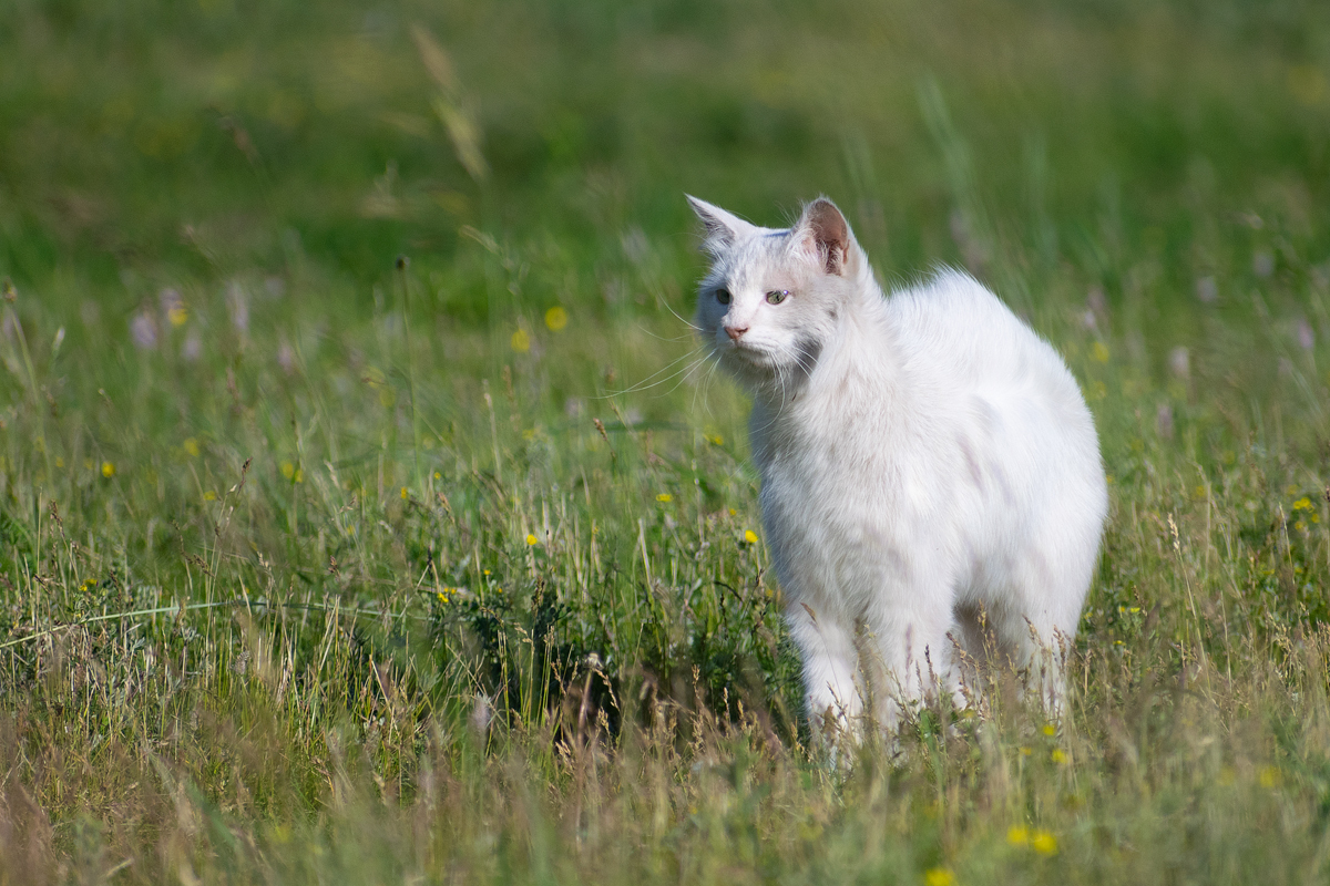 Уличные кошки. Подборка - Моё, Кот, Котомафия, Фотография, Анималистика, Длиннопост