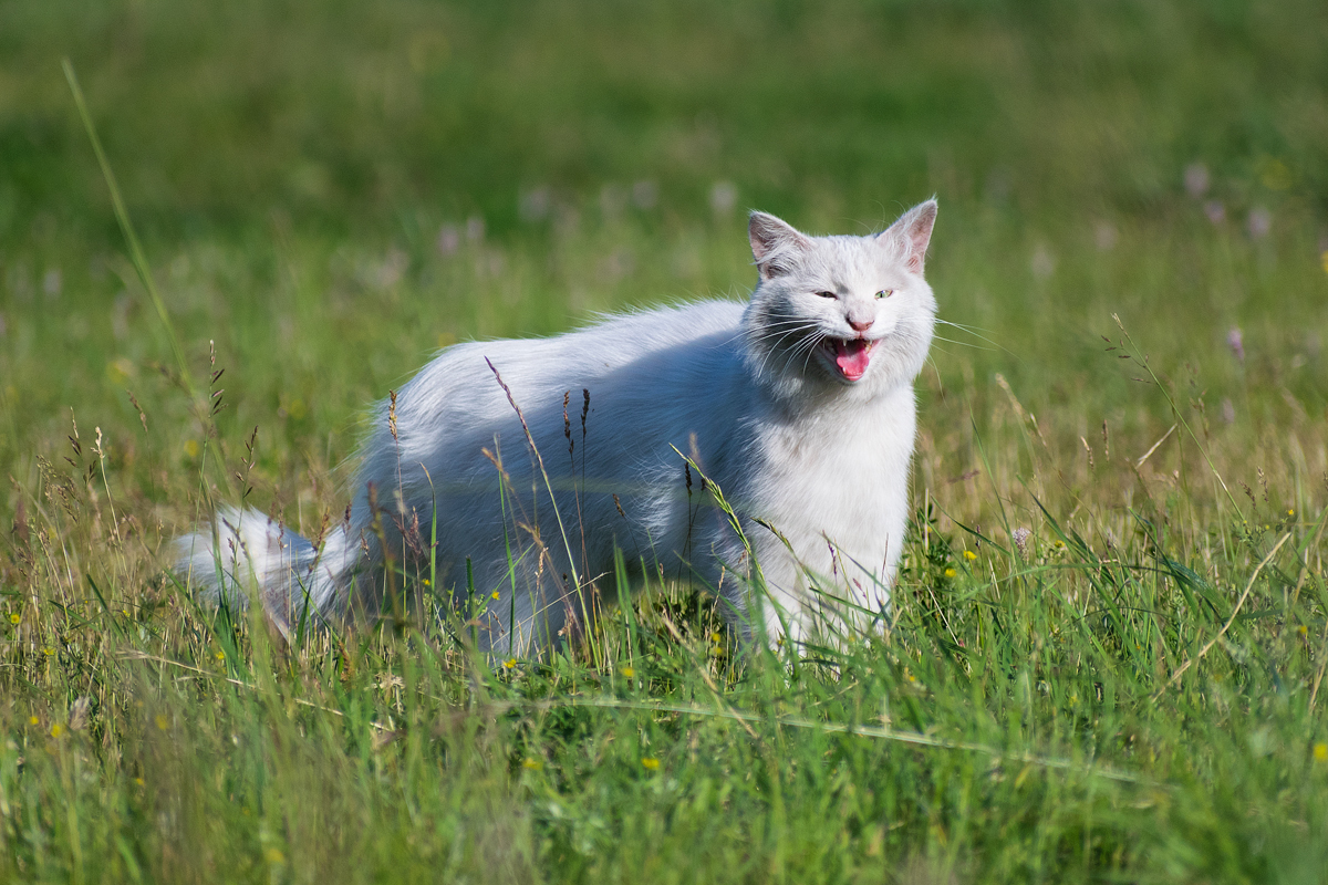 Уличные кошки. Подборка - Моё, Кот, Котомафия, Фотография, Анималистика, Длиннопост