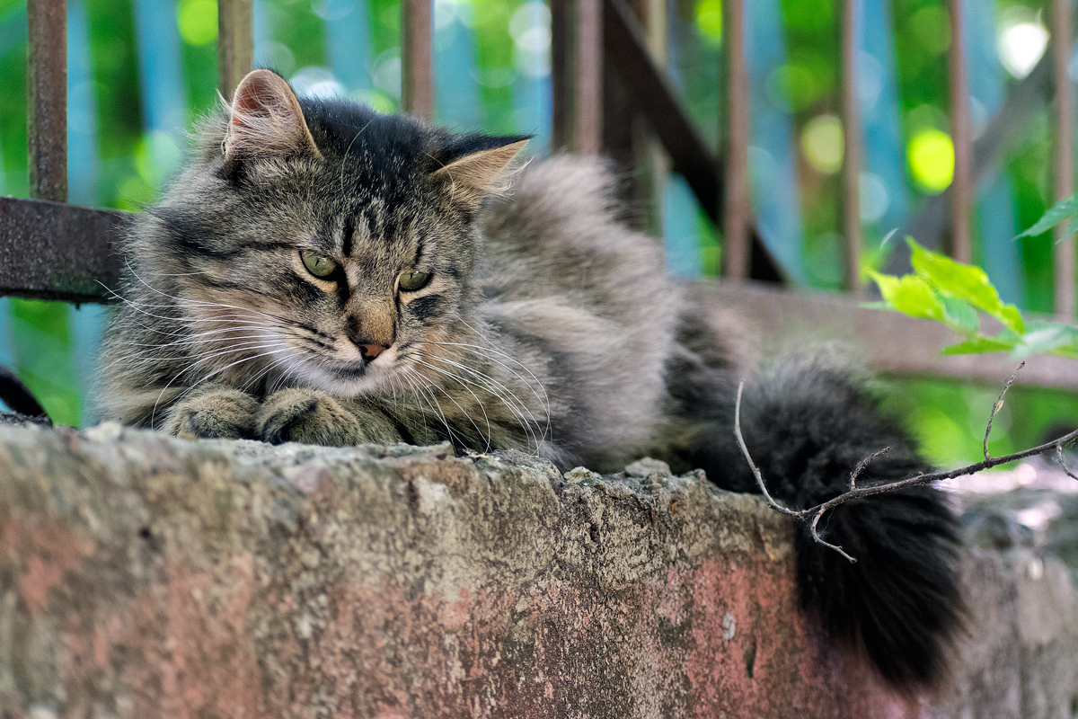 Уличные кошки. Подборка - Моё, Кот, Котомафия, Фотография, Анималистика, Длиннопост