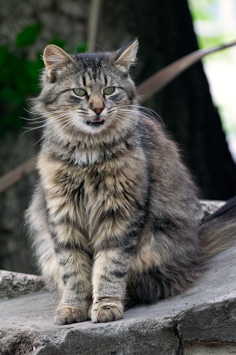 Уличные кошки. Подборка - Моё, Кот, Котомафия, Фотография, Анималистика, Длиннопост