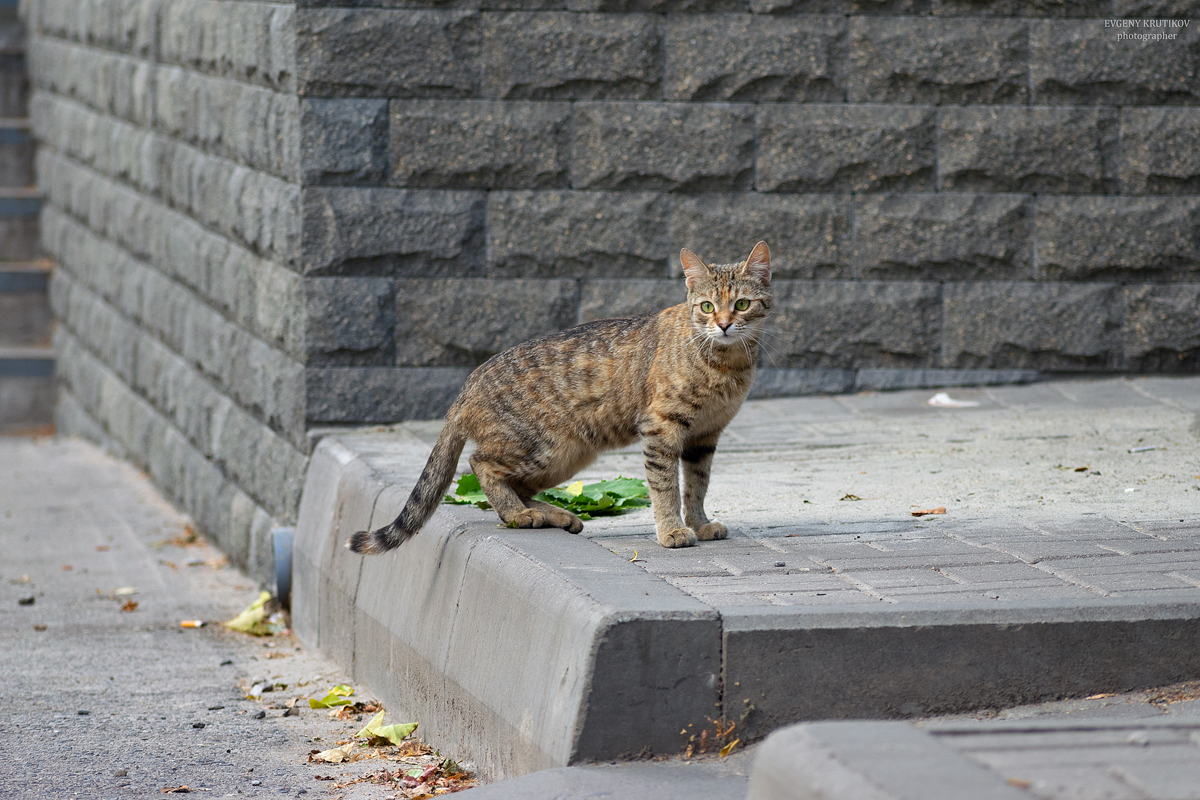 Уличные кошки. Подборка - Моё, Кот, Котомафия, Фотография, Анималистика, Длиннопост