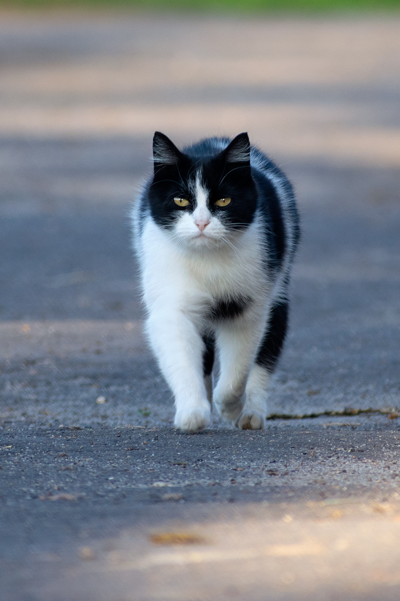 Уличные кошки. Подборка - Моё, Кот, Котомафия, Фотография, Анималистика, Длиннопост