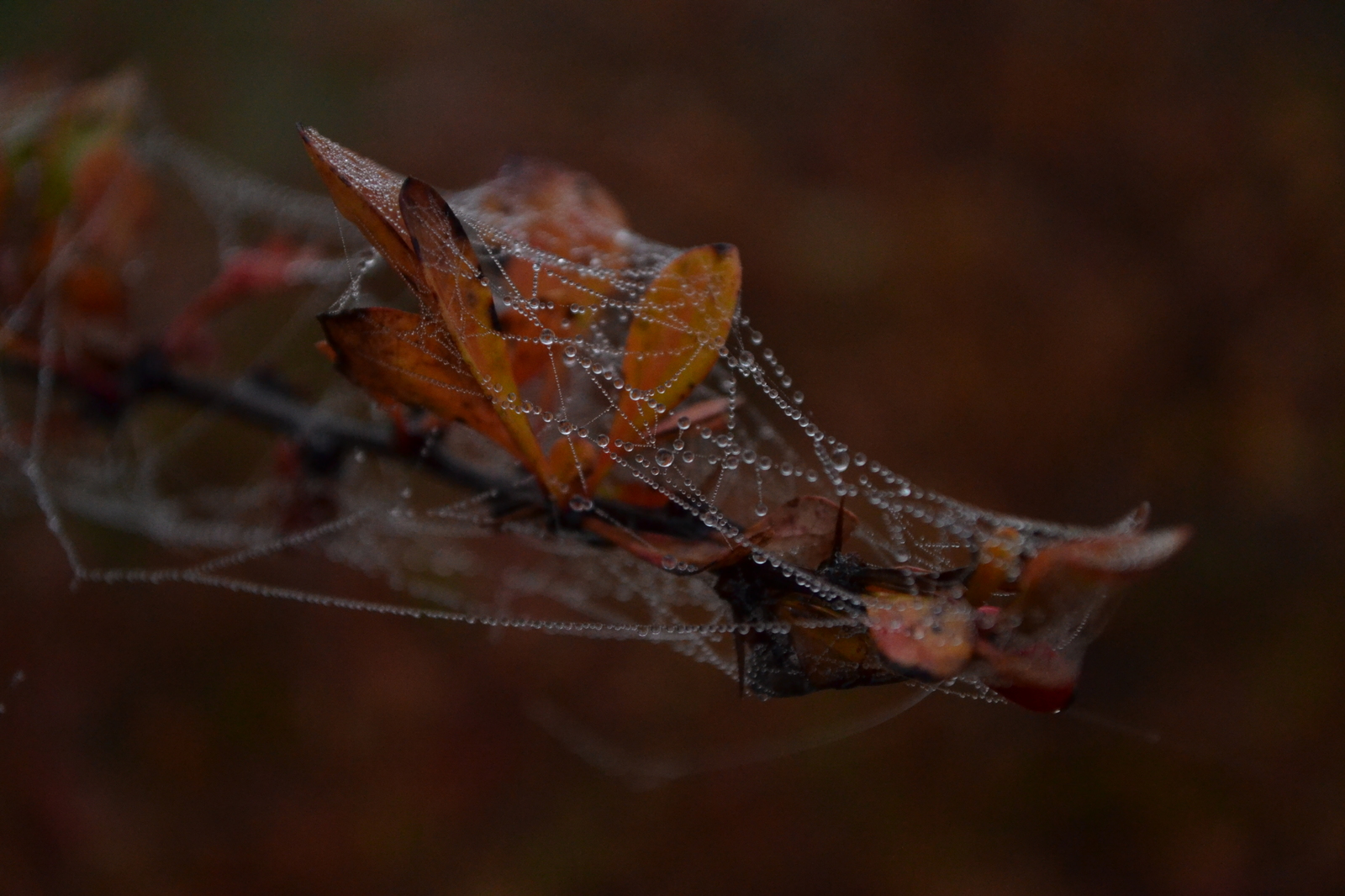 Minsk. Drozdy Park - My, The photo, Minsk, Autumn, Nikon, Longpost