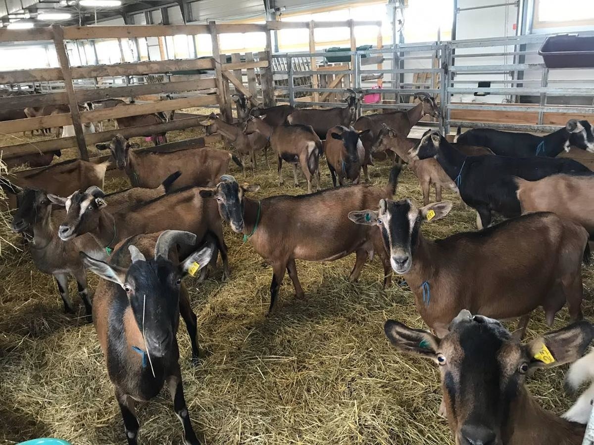 Goat farm with a cheese factory opened in Lukhovitsy near Moscow - Small business, Milk, Moscow region, Longpost