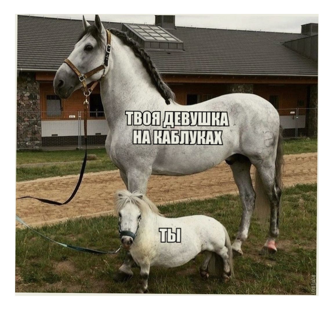 Huh what to say - Horses, Picture with text