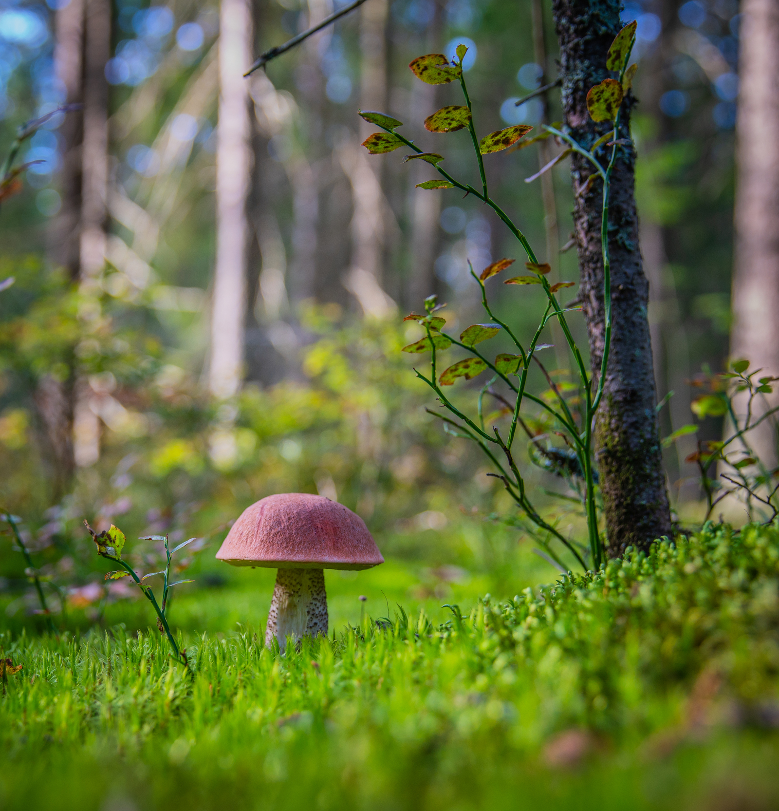 Podosinovichek - My, Mushrooms, Boletus, Landscape, Forest, Moss