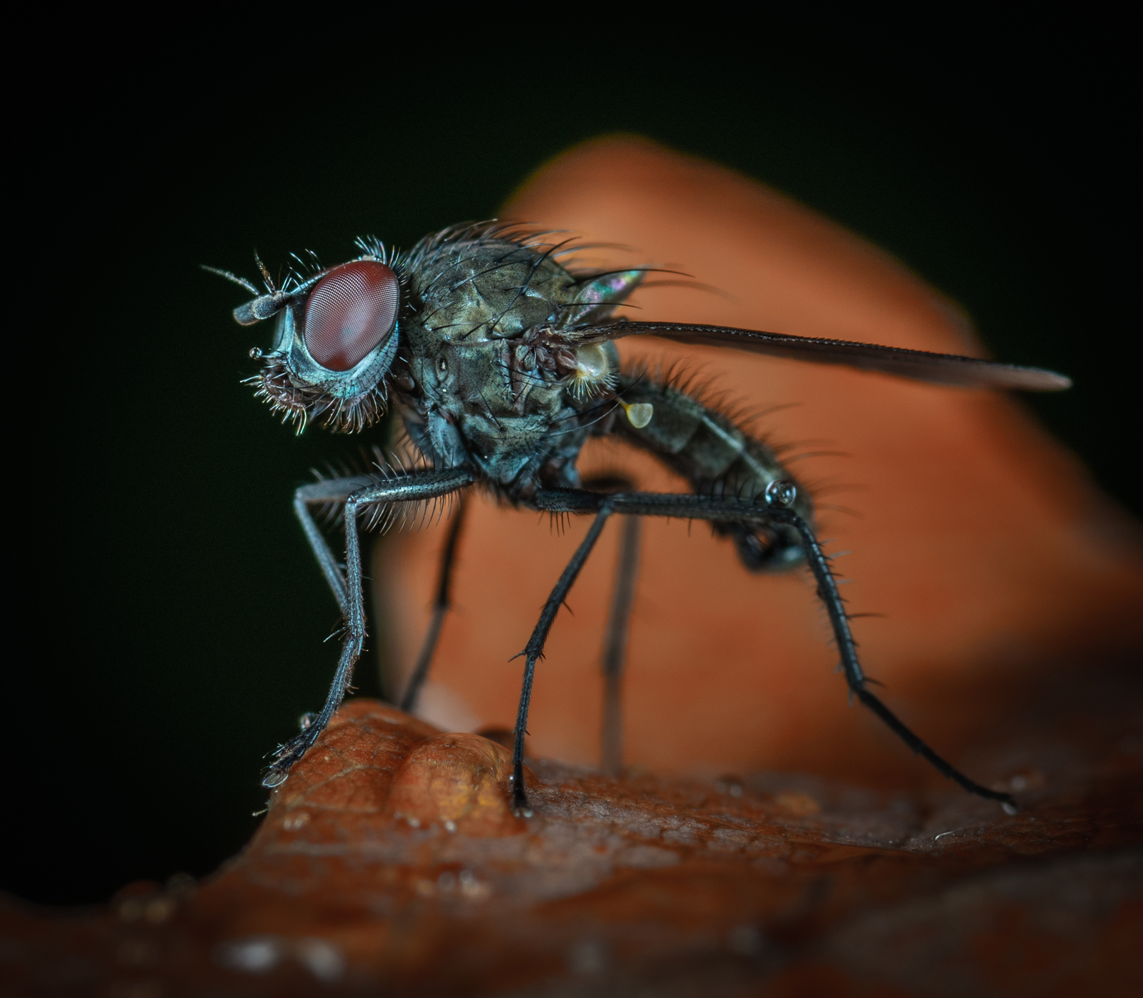 The fly lost weight - My, Муха, Macro, Macrohunt, Dipteran, Insects, Mp-e 65 mm, Oak Leaf, Macro photography