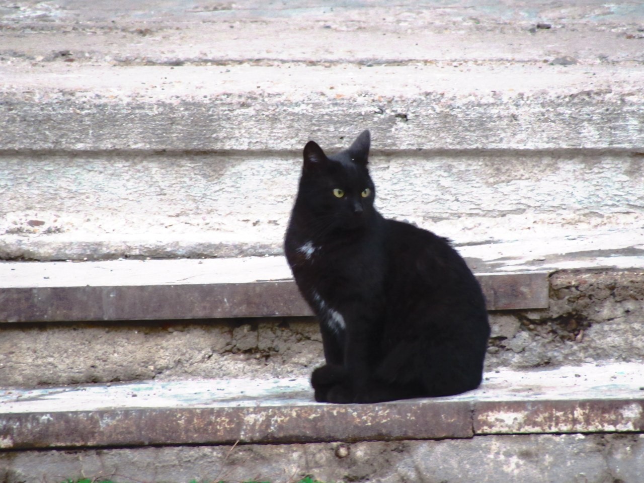 Street cats - My, The street, cat, The photo, Nothing extra, Longpost