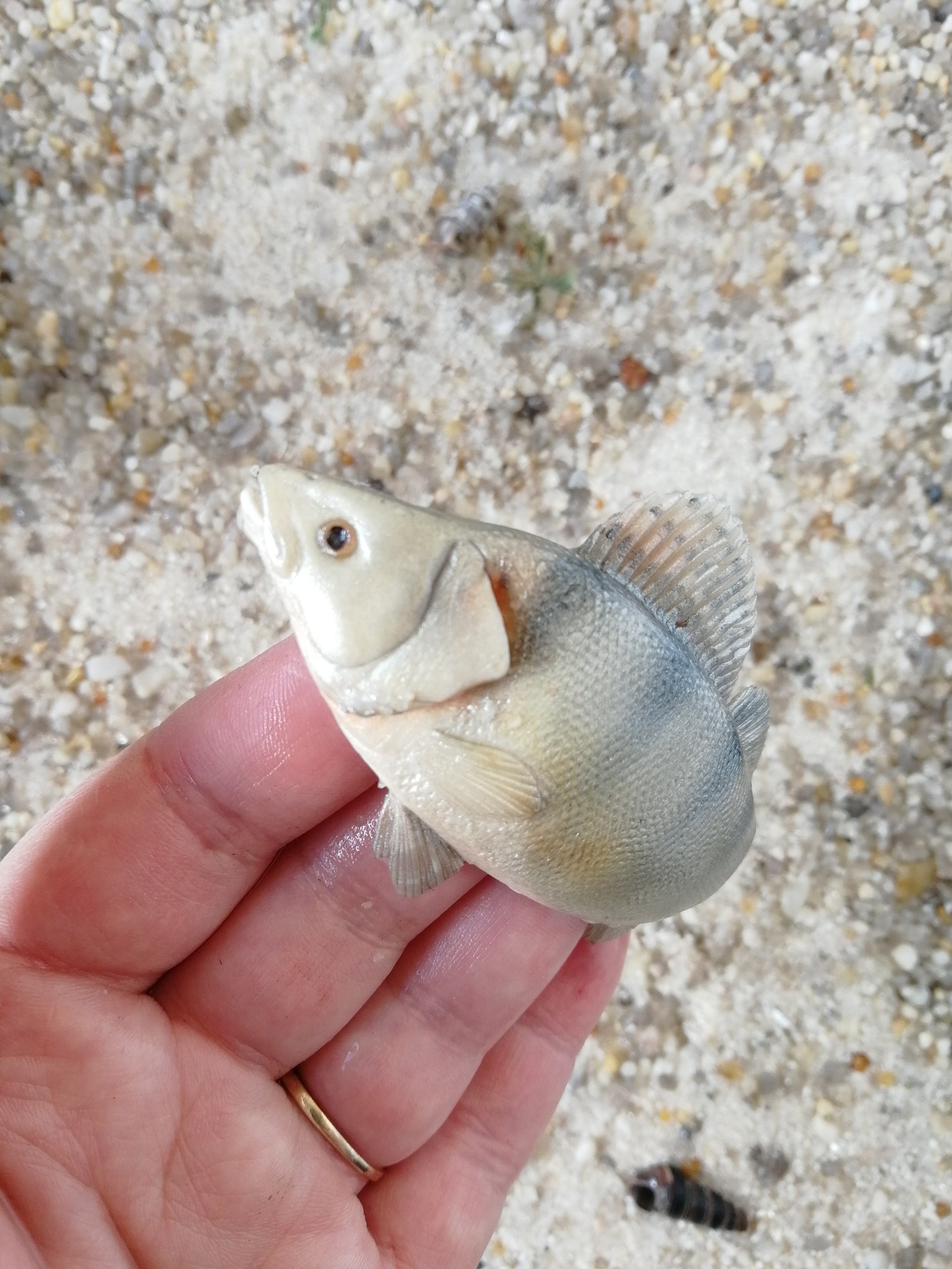 Fish on dark glass - My, With your own hands, Handmade, Polymer clay, Needlework without process, A fish, Decor, Fishing, Needlework, Longpost