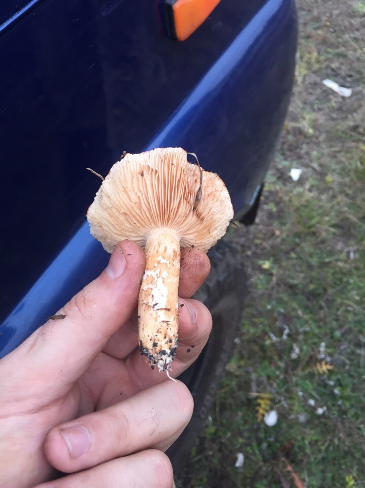 Can you tell me what kind of mushrooms? - My, No rating, Mushrooms, Help, Question, Longpost