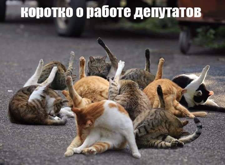 It's true?) - Politics, cat, Picture with text