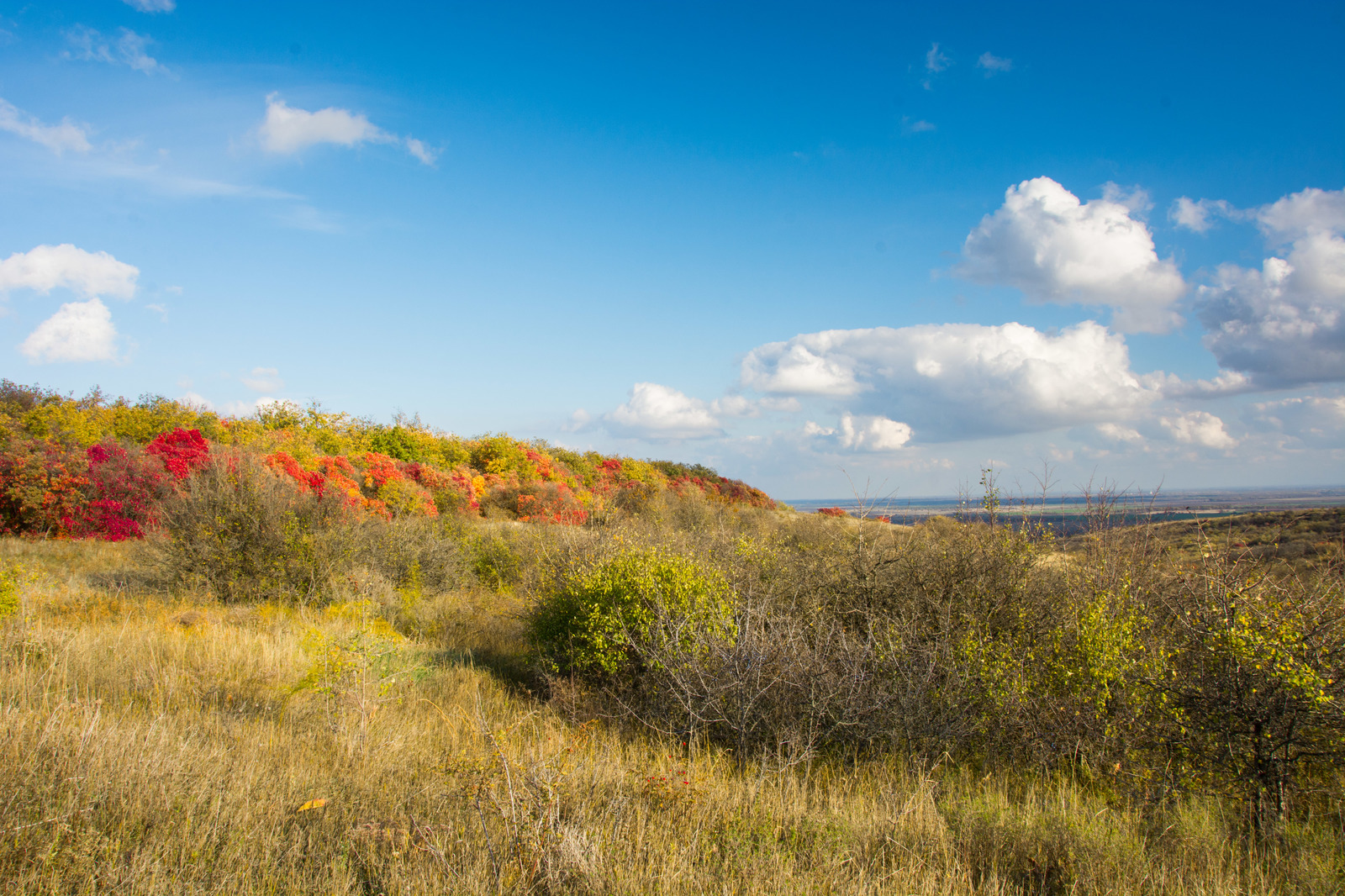 Autumn in the Rostov region. Lots of photos. - My, The nature of Russia, Rostov region, Post #10033265, Autumn, Longpost