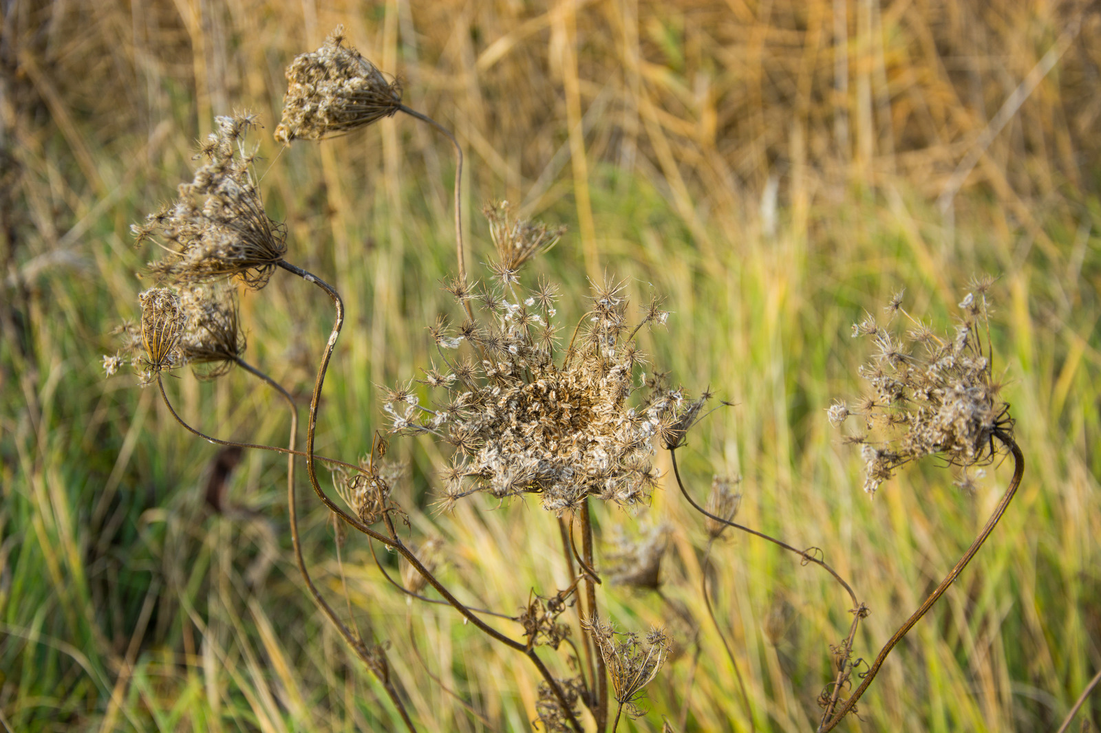 Autumn in the Rostov region. Lots of photos. - My, The nature of Russia, Rostov region, Post #10033265, Autumn, Longpost