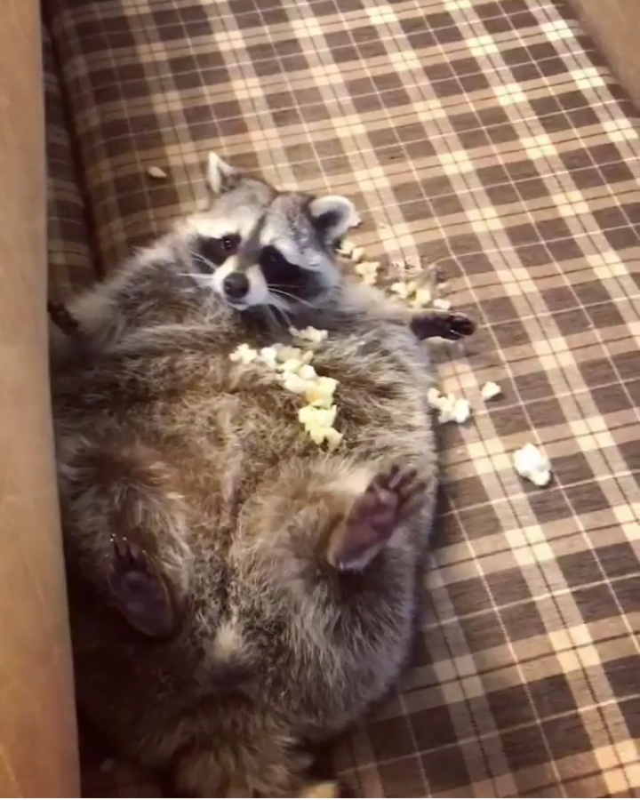 Topic - Raccoon, Instagram, Animals, Milota, Longpost