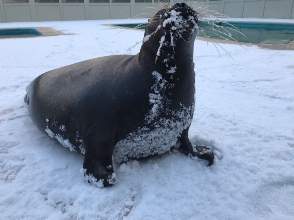 The maturing seal Kroshik is also childishly rejoicing at the first snow - Milota, Kroshik, Seal, Snow, Animals, Leningrad region, Kindness, Longpost