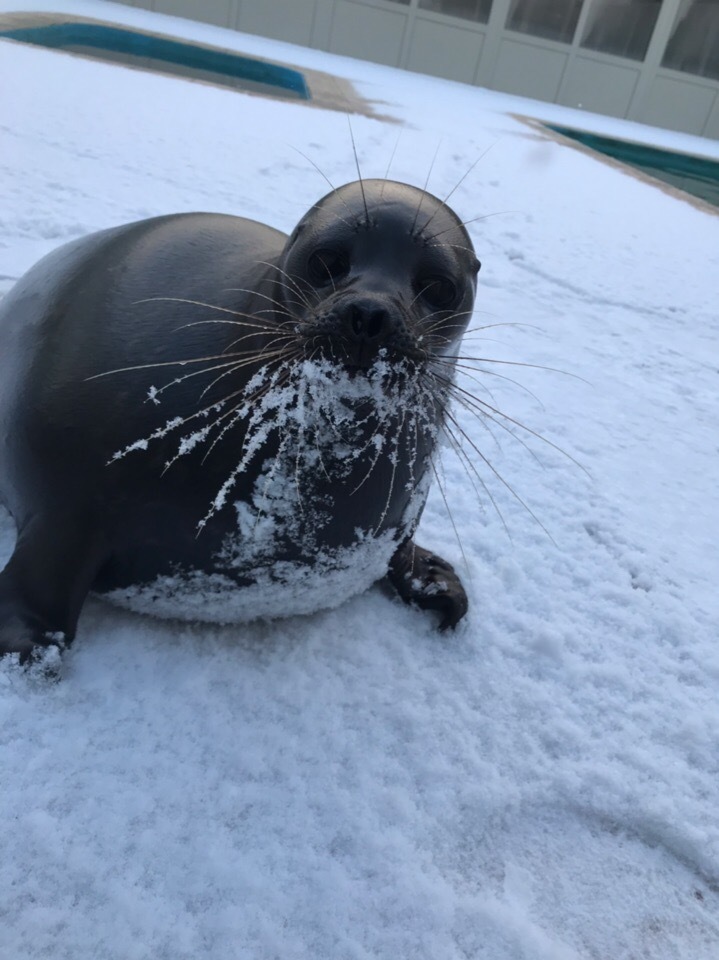 The maturing seal Kroshik is also childishly rejoicing at the first snow - Milota, Kroshik, Seal, Snow, Animals, Leningrad region, Kindness, Longpost