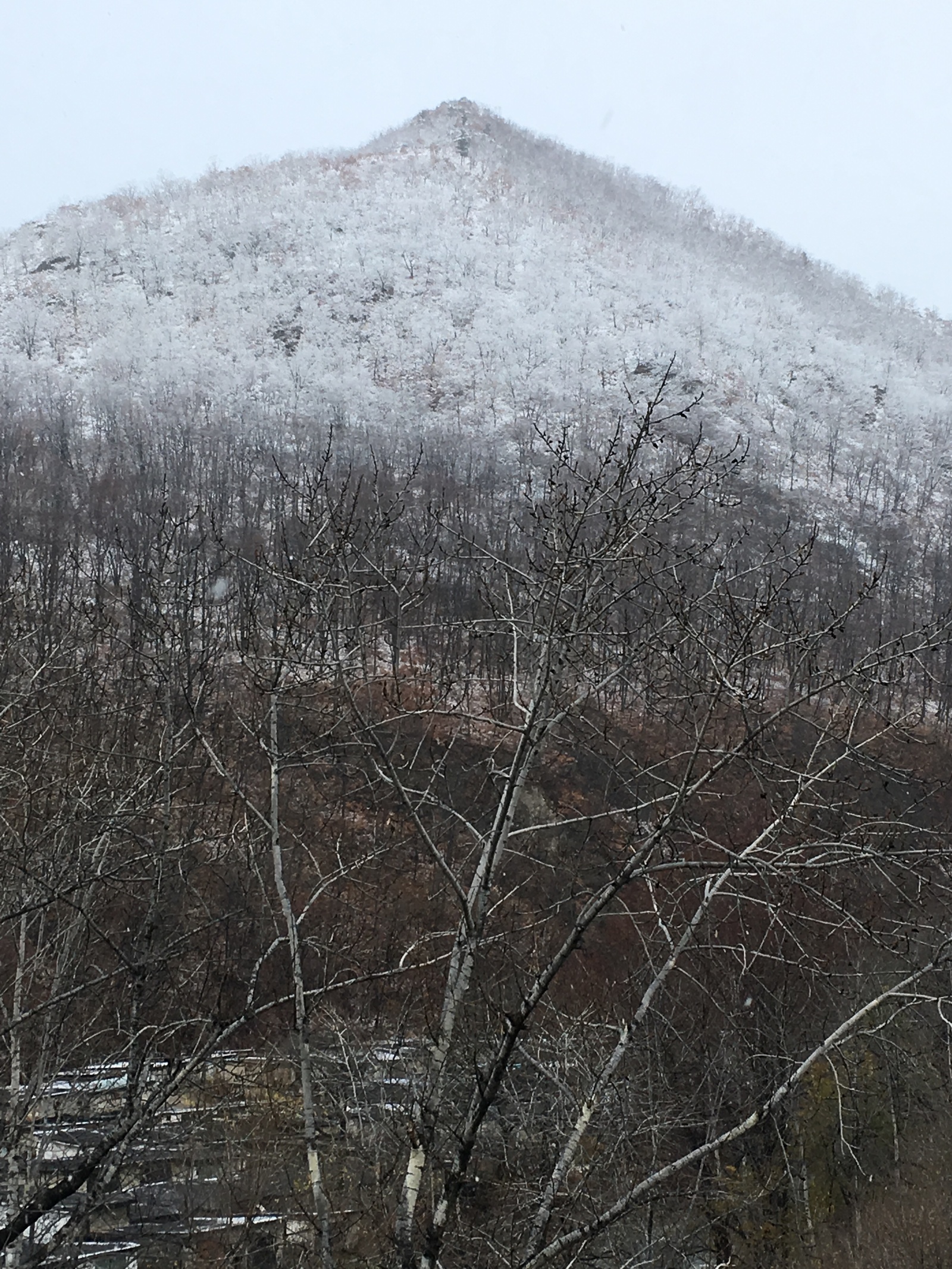 First snow - My, First snow, View from the window