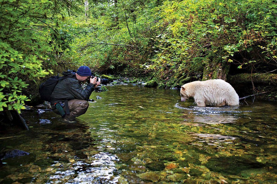 Bears - The Bears, Polar bear, The photo, , Longpost