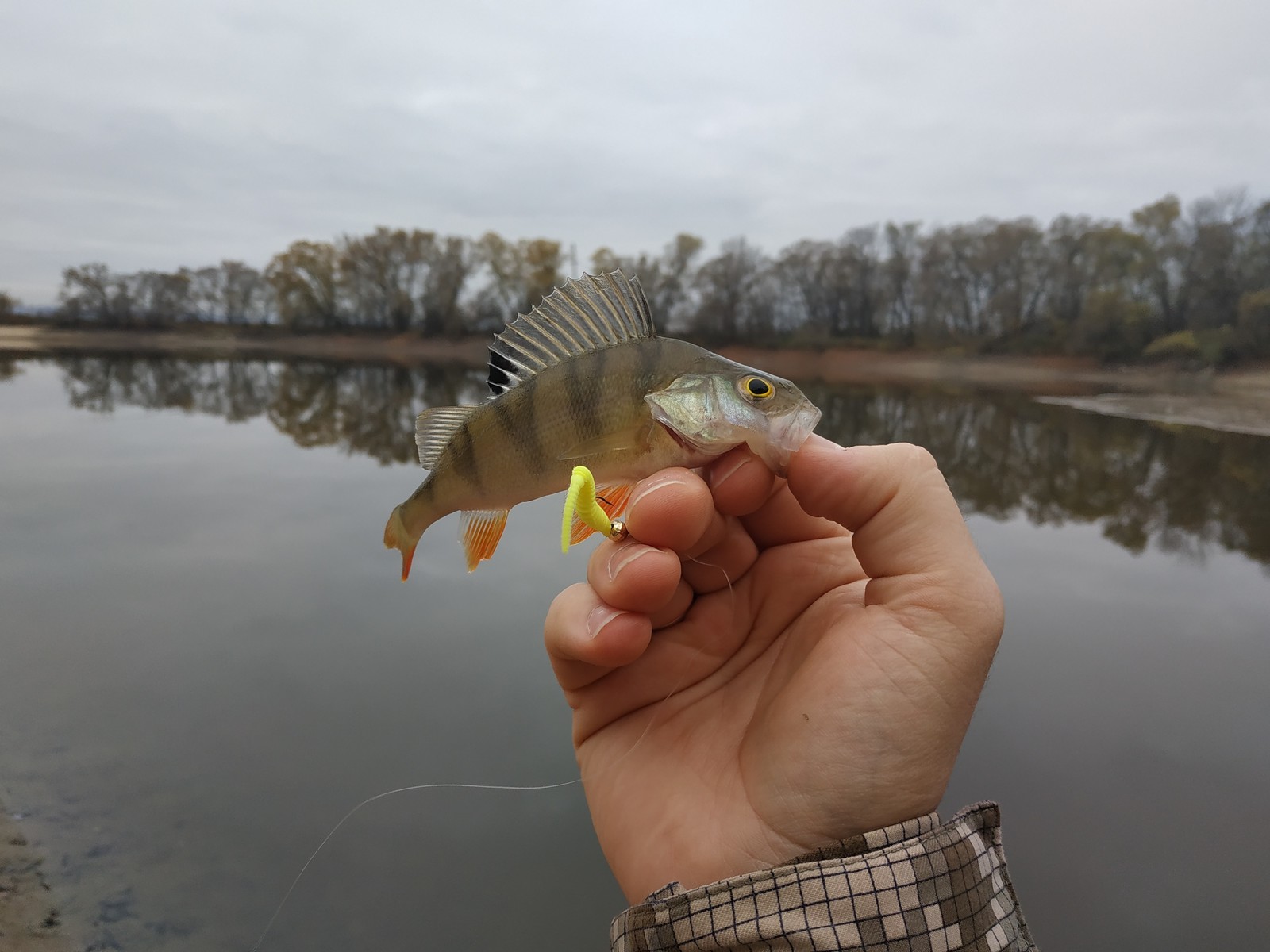 Random fishing - My, Fishing, Pike, Perch, Ultralight, Street phishing, , Fisherman, Video, Longpost, Fishermen