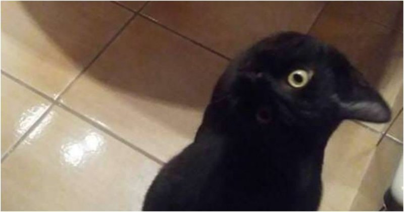 It seemed - Google, It seemed, Crow, cat