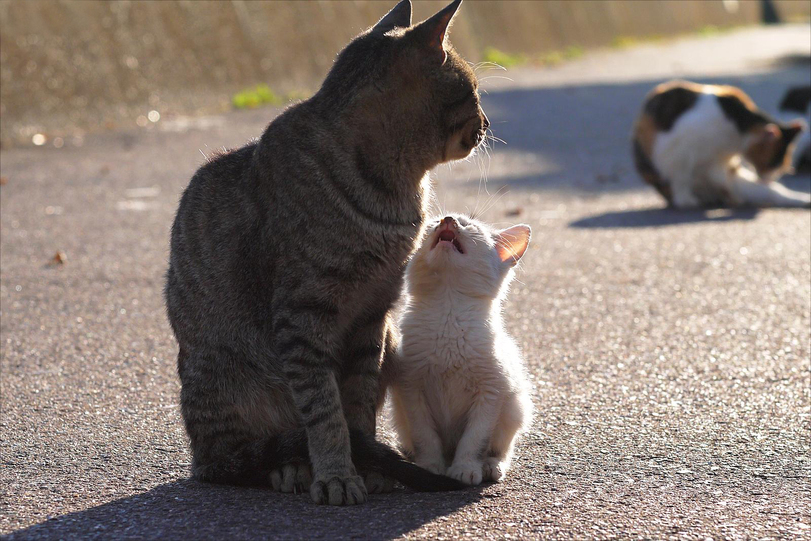 Well maaaaam! - cat, Catomafia, Kittens, The photo